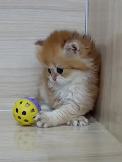 長毛金漸層弟弟 