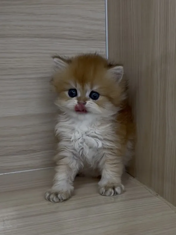 長毛金漸層弟弟 (已找到家人)