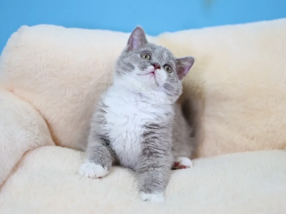 紫丁香加白賽爾凱捲毛弟弟