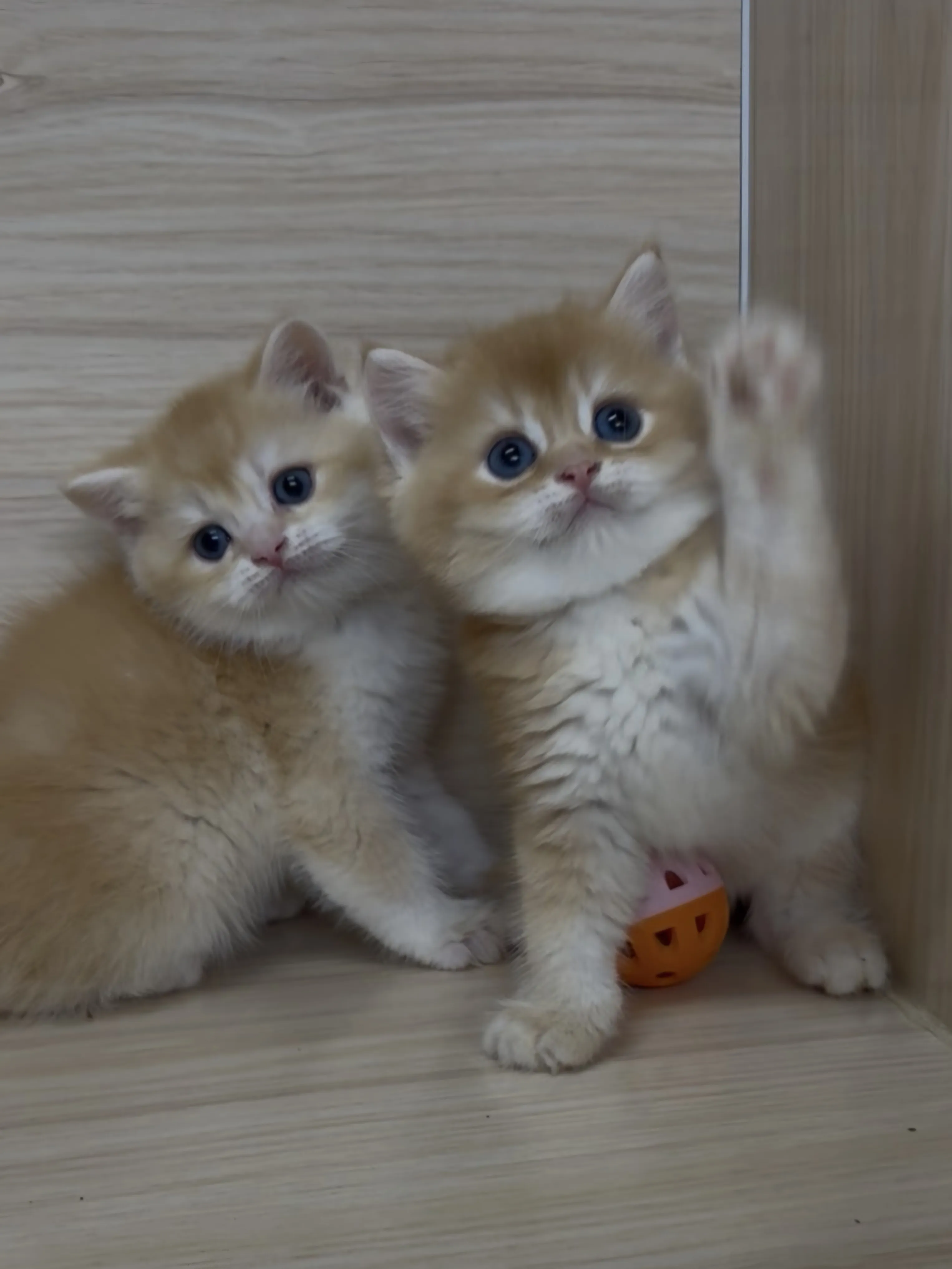 紅金英短弟弟 (已找到家人)