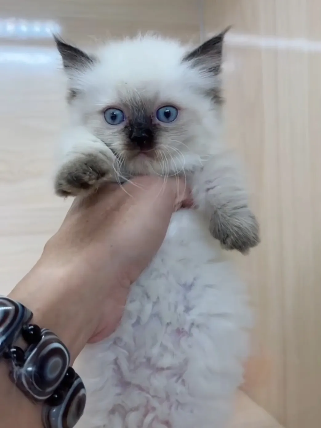 重點布偶小部舞曲妹妹