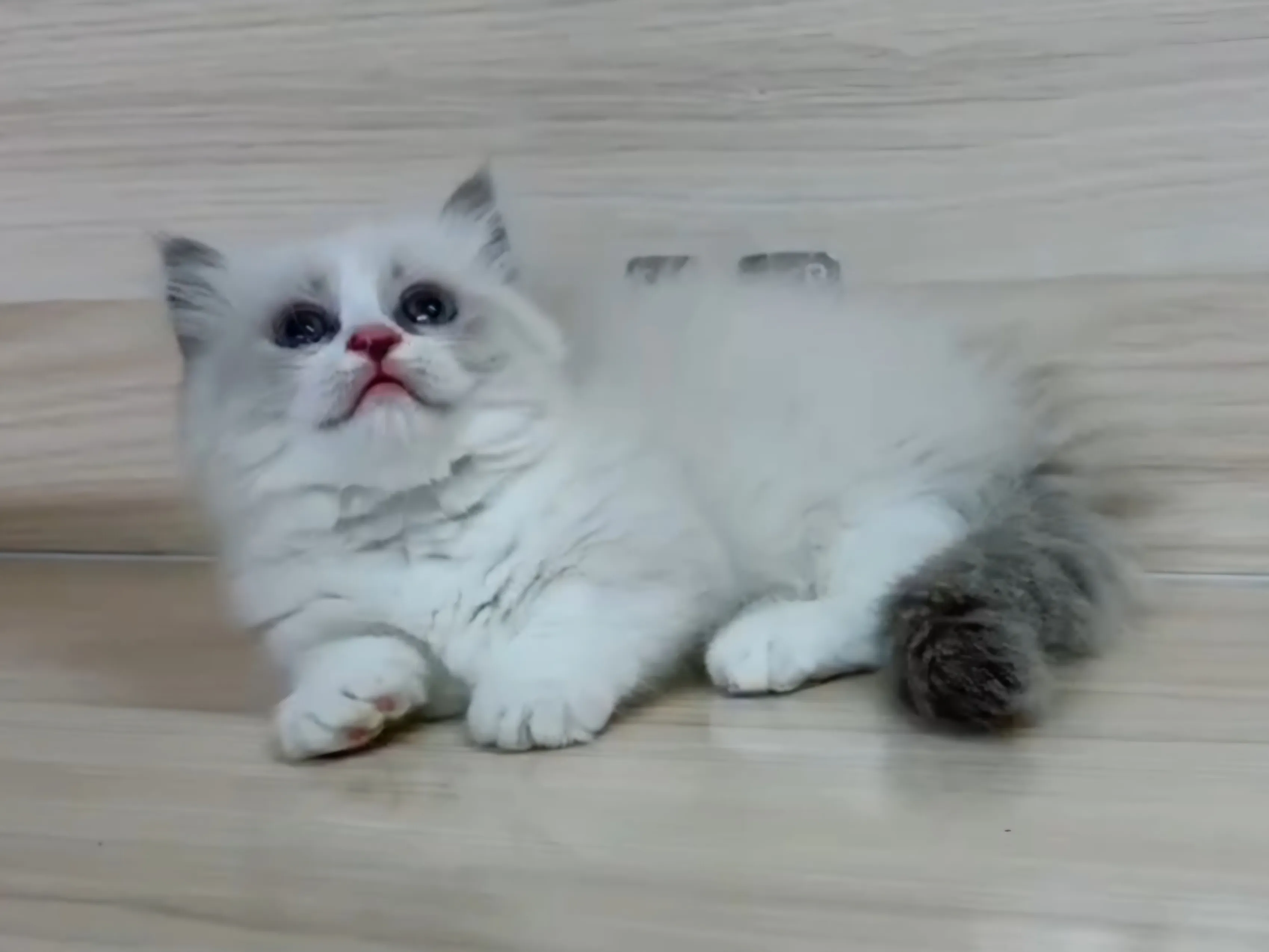 海雙布偶小布舞曲妹妹