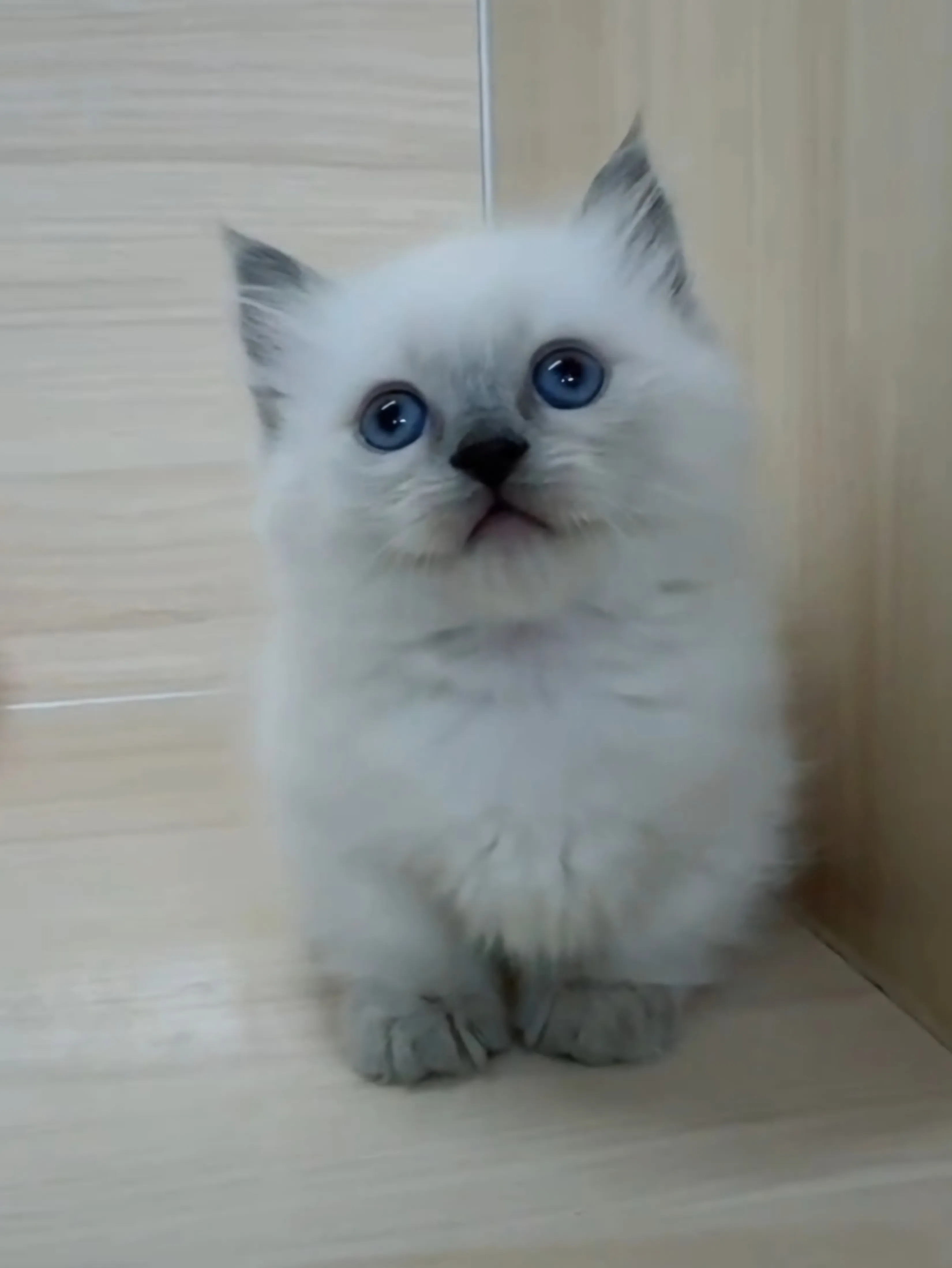 藍重點布偶小部舞曲妹妹 (已找到家人)