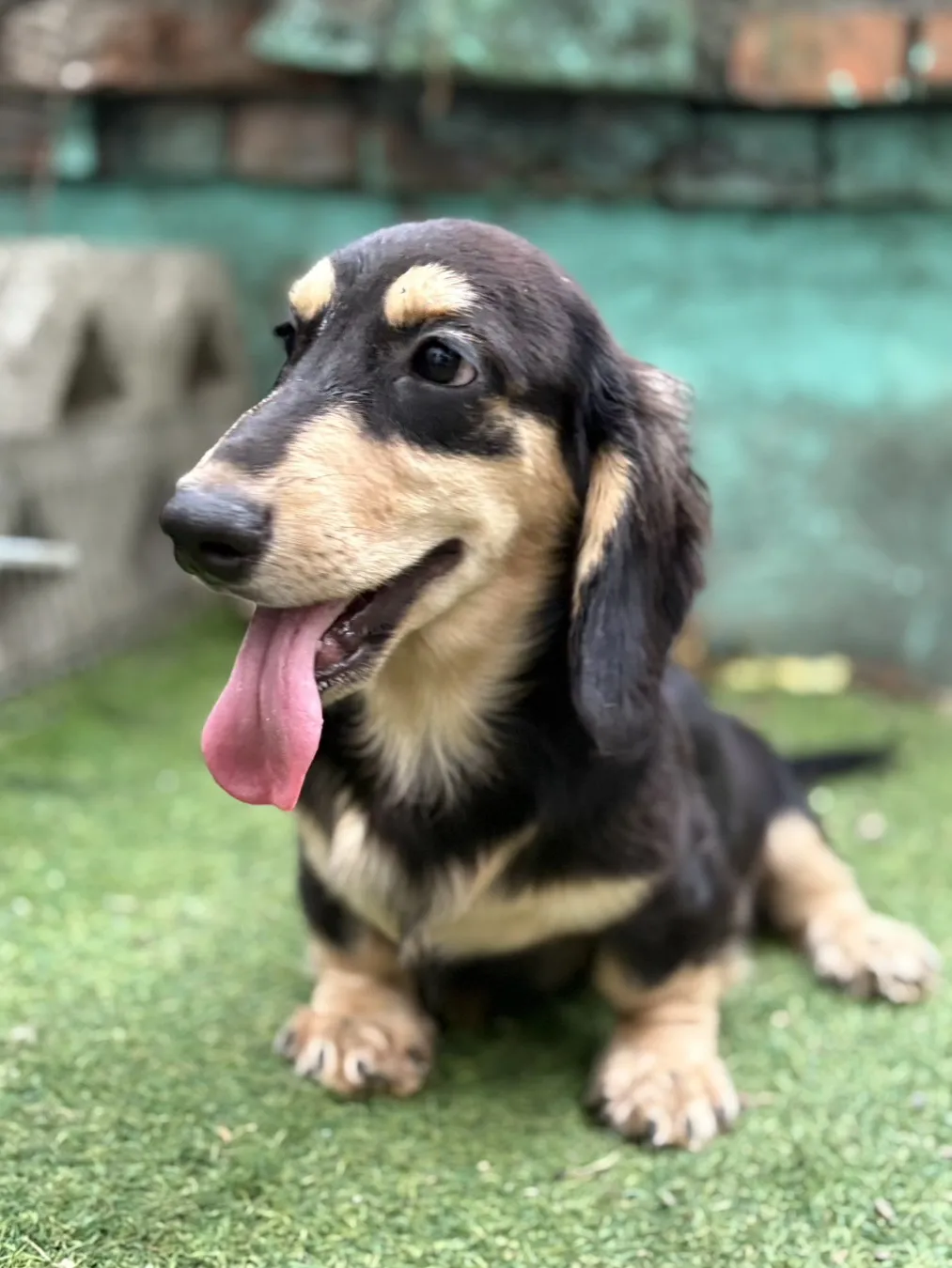 黑奶油長毛臘腸弟弟