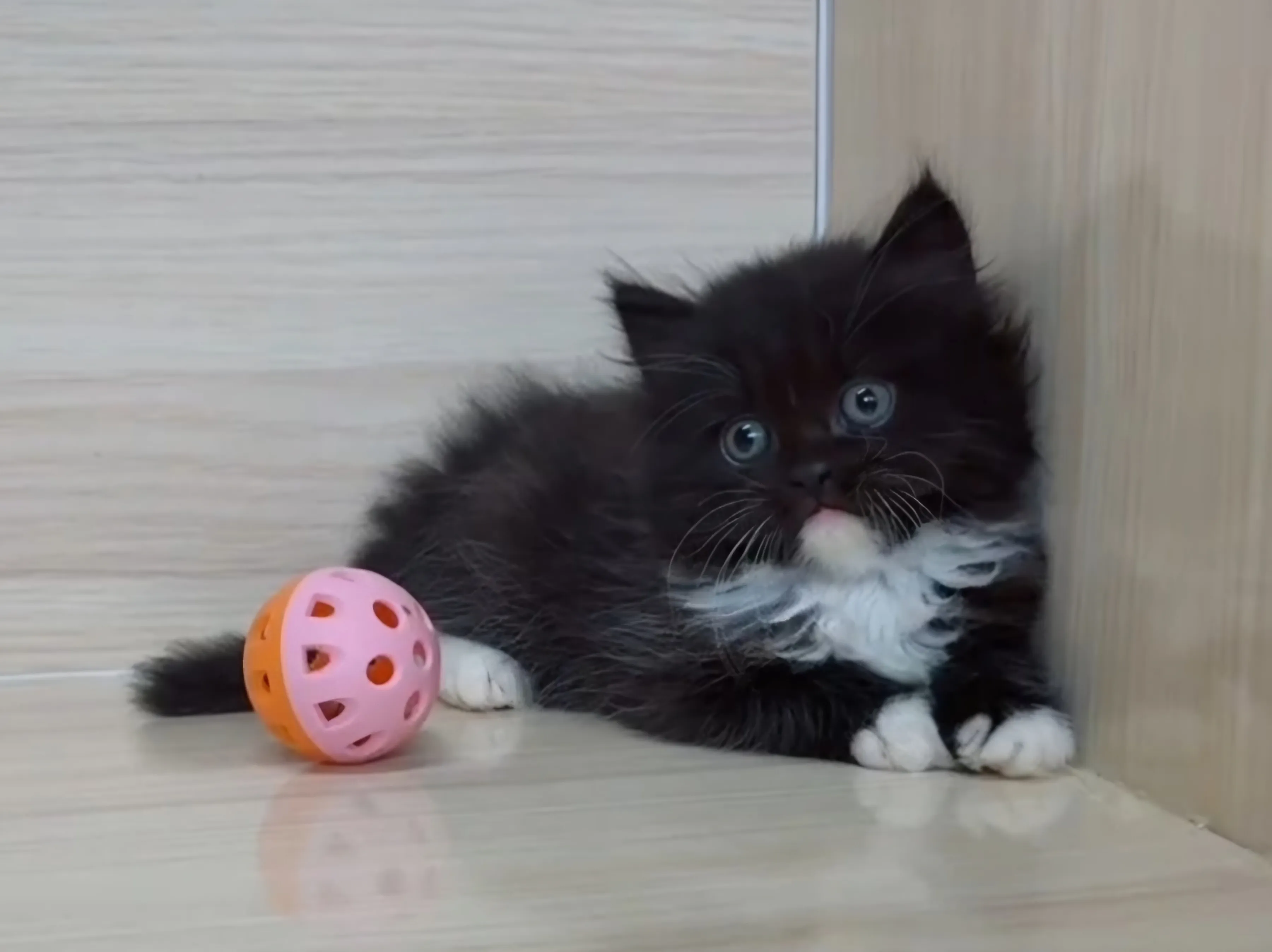 黑白英長妹妹 (已找到家人)