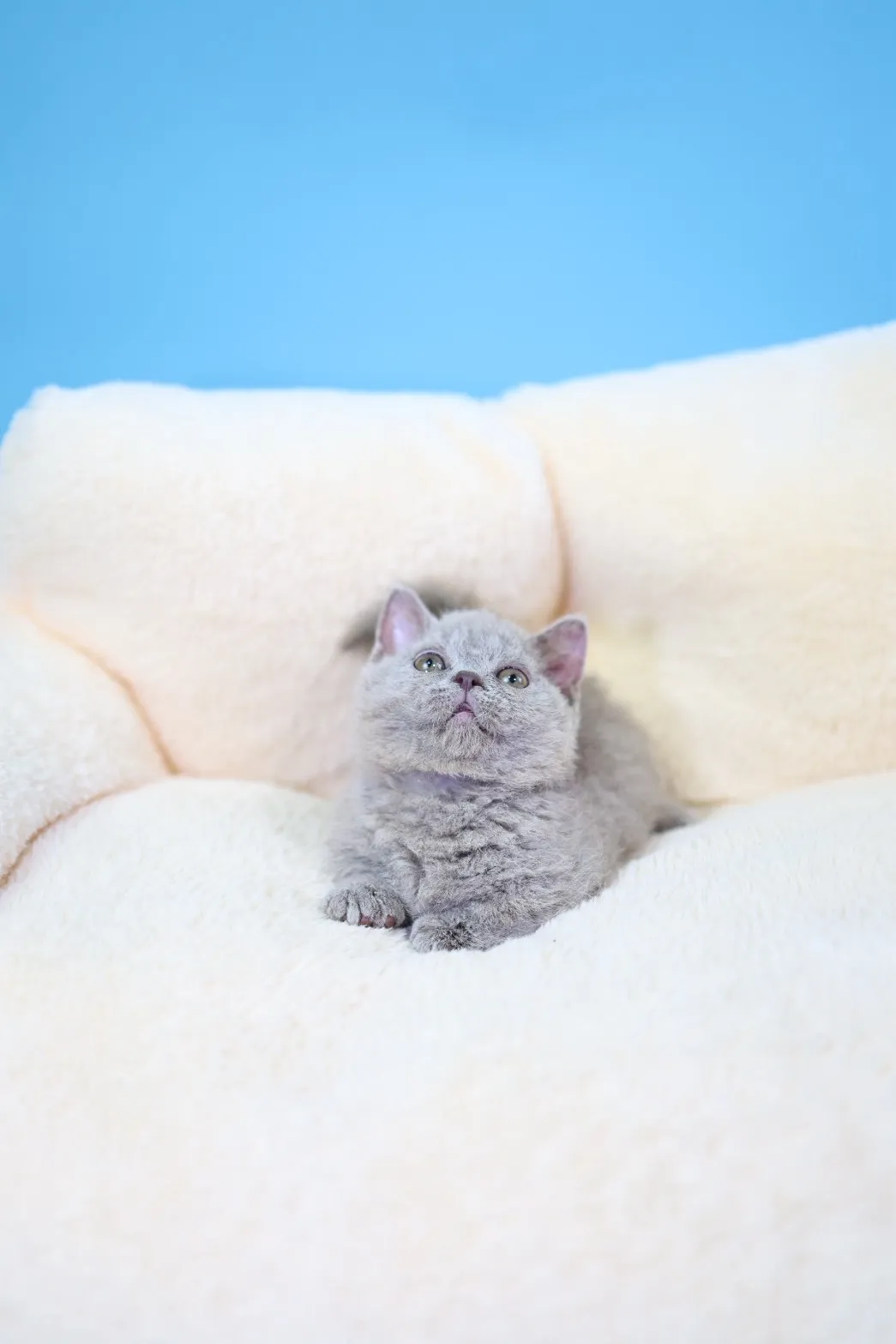 塞爾凱克卷毛短腳弟弟