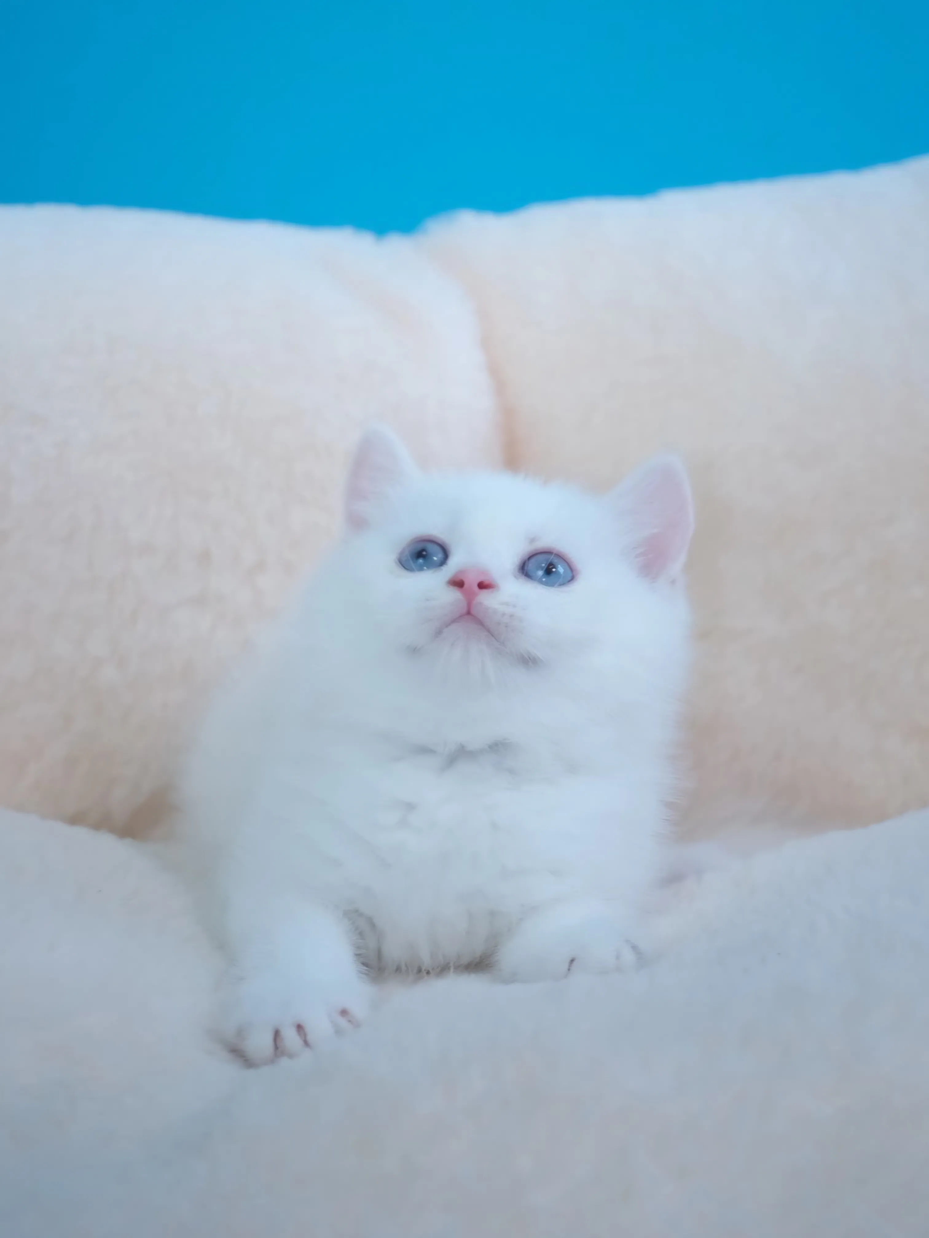 紅重點英短弟弟