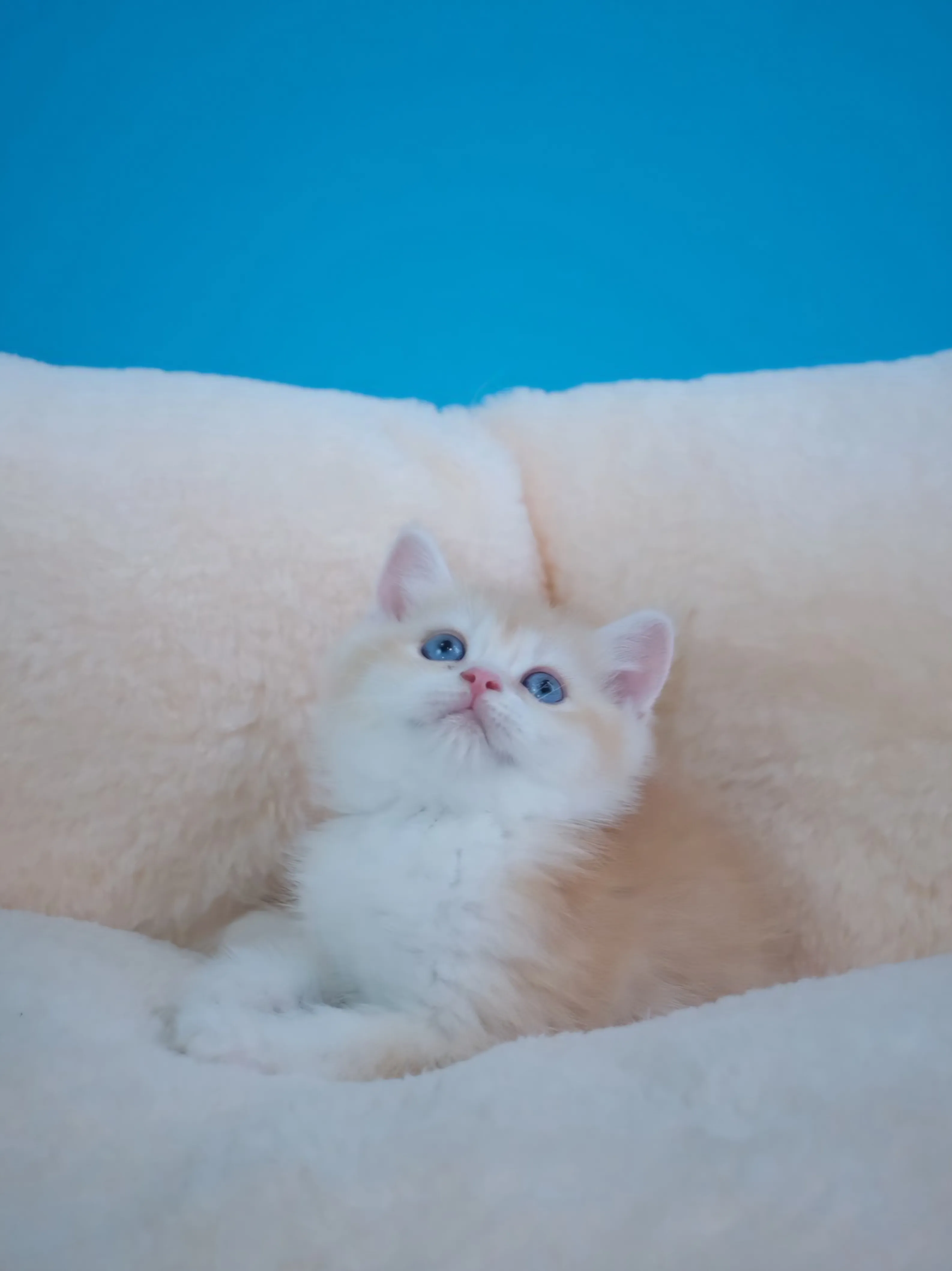 奶茶金英短弟弟