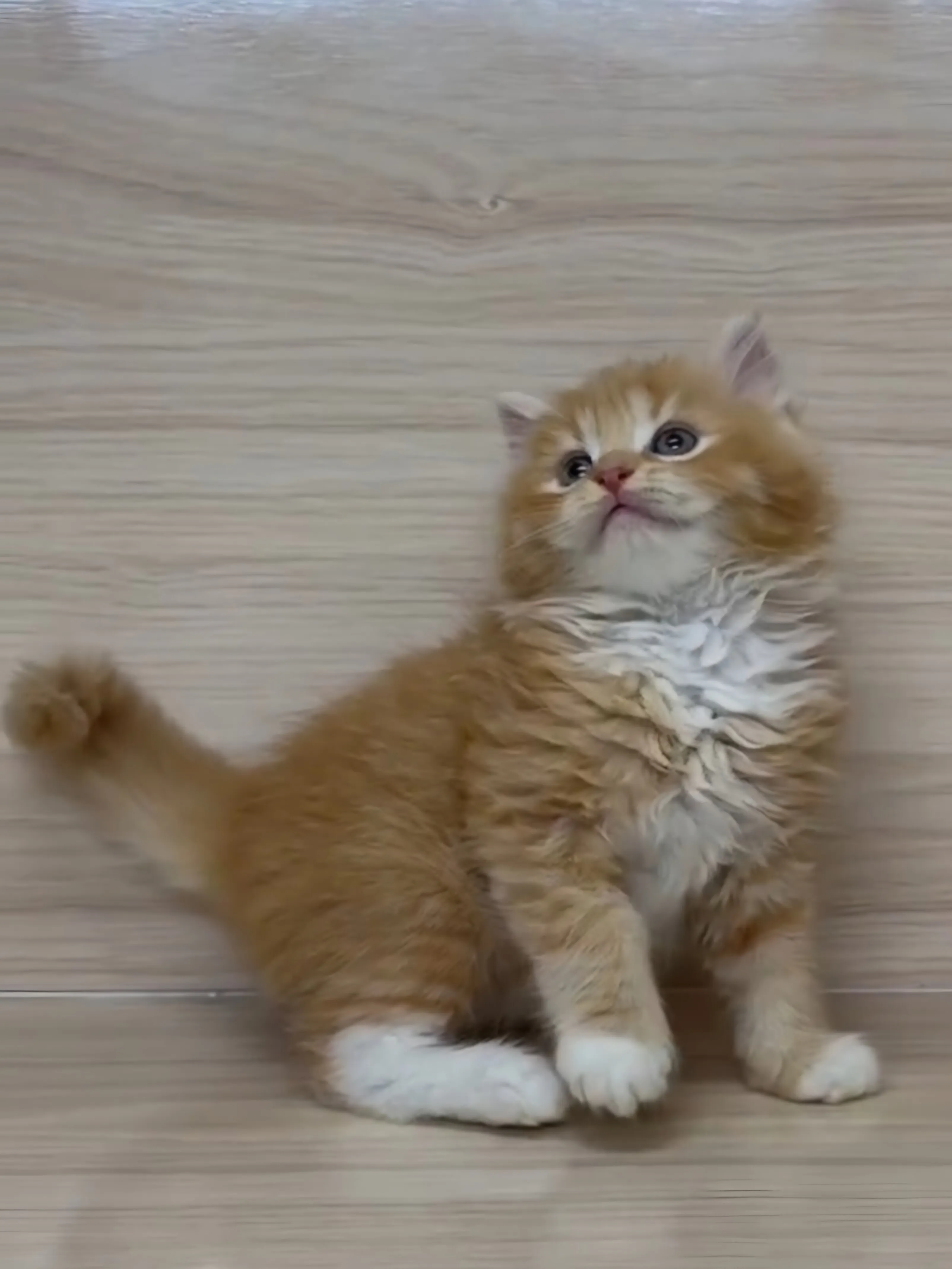 橘白英長弟弟 (已找到家人)