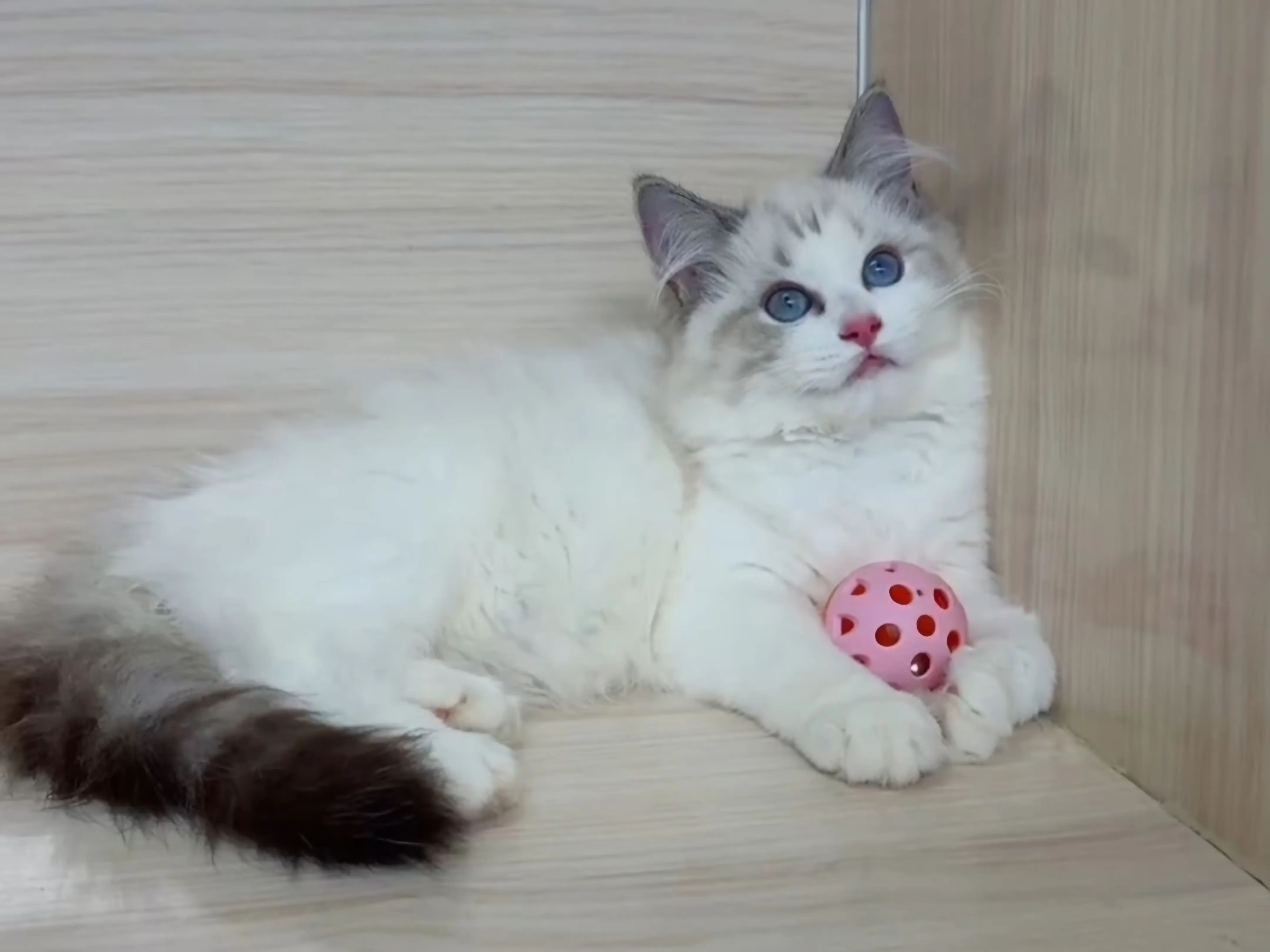 海山雙布偶妹妹 