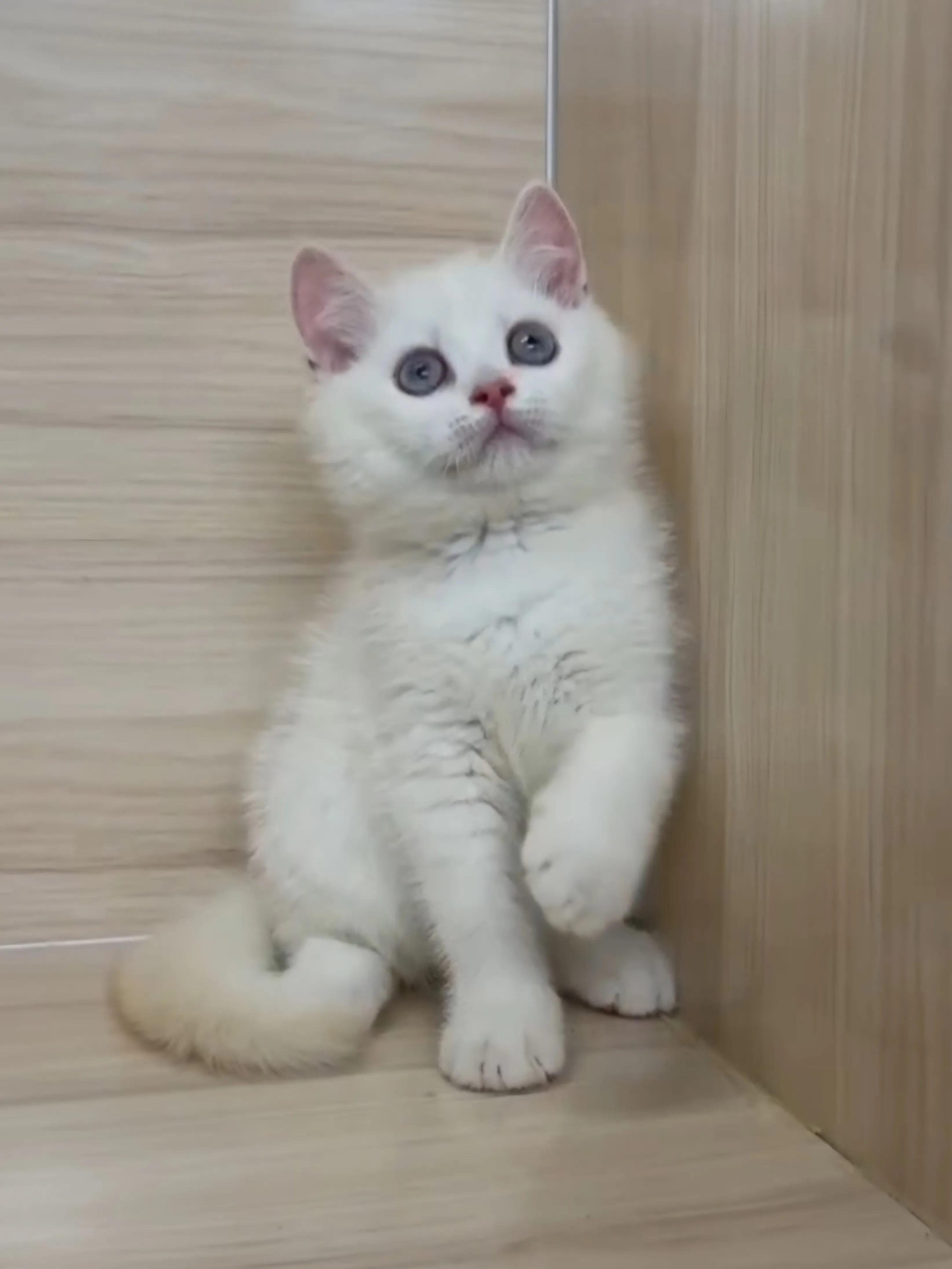 奶油重點英短弟弟