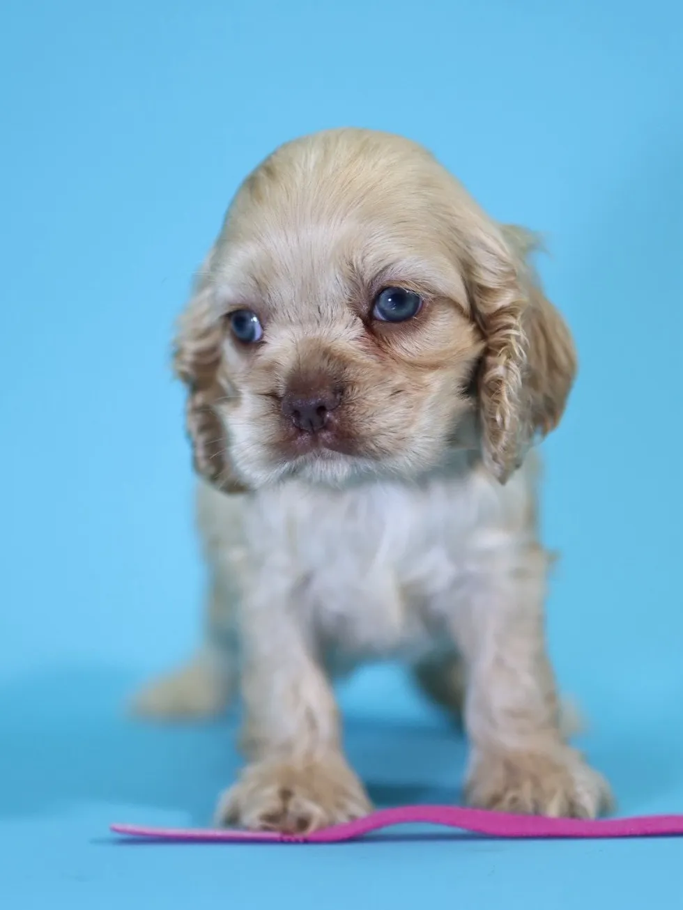 奶油美系可卡妹妹