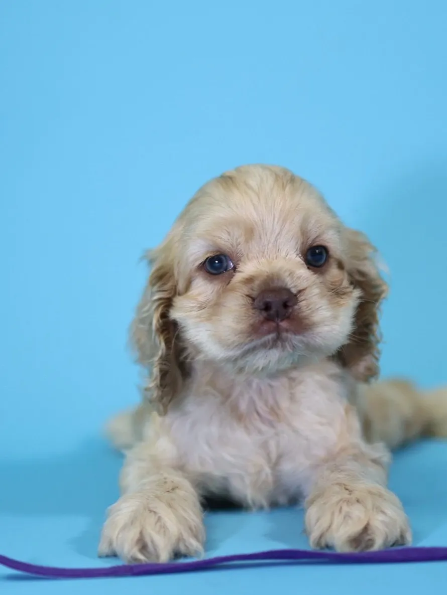 奶油美系可卡妹妹