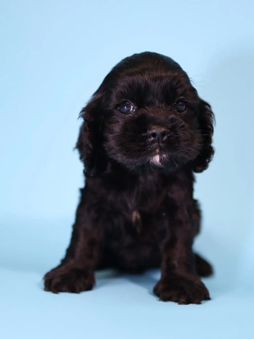 黑美系可卡妹妹