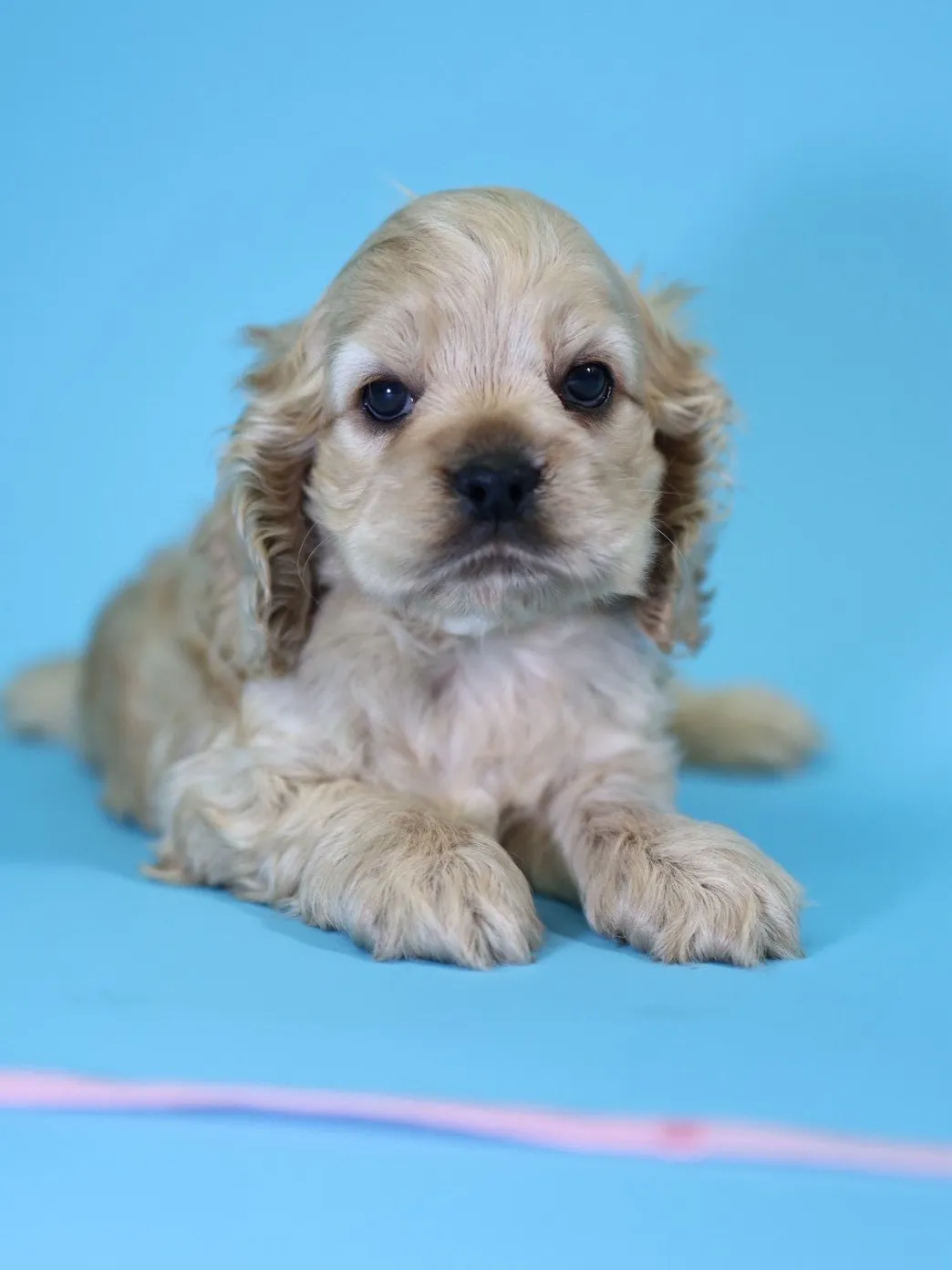 奶油美系可卡妹妹