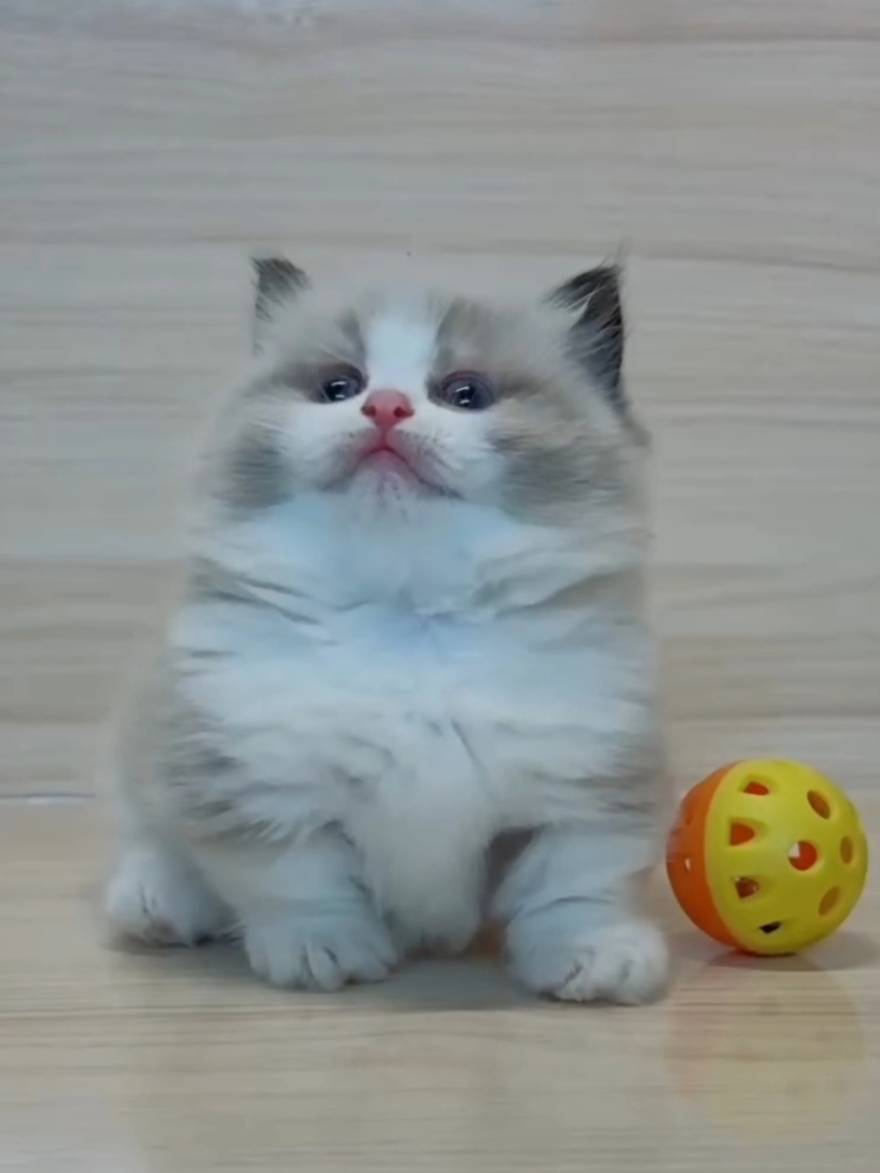 海雙布偶小布舞曲妹妹