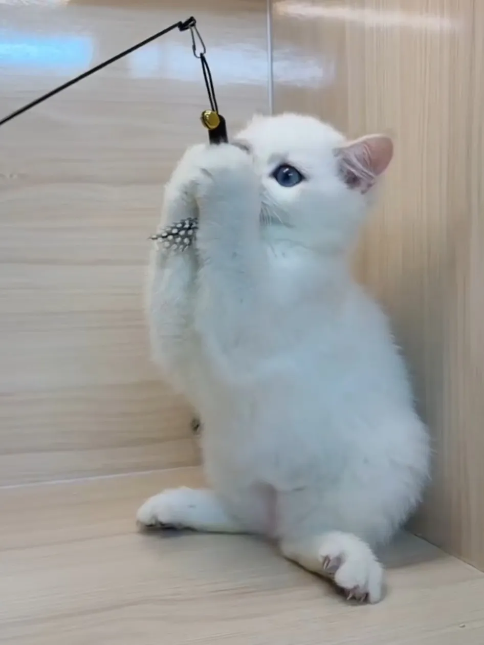 金點英短妹妹 (已找到家人)