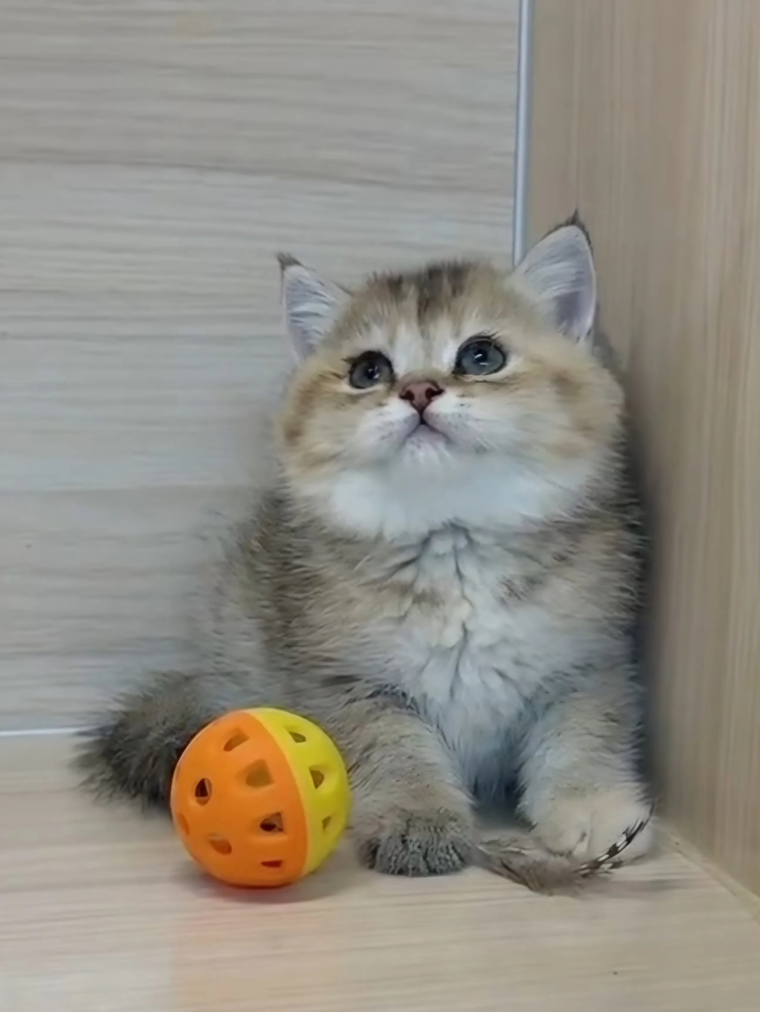 黑金漸層妹妹 (已找到家人) 