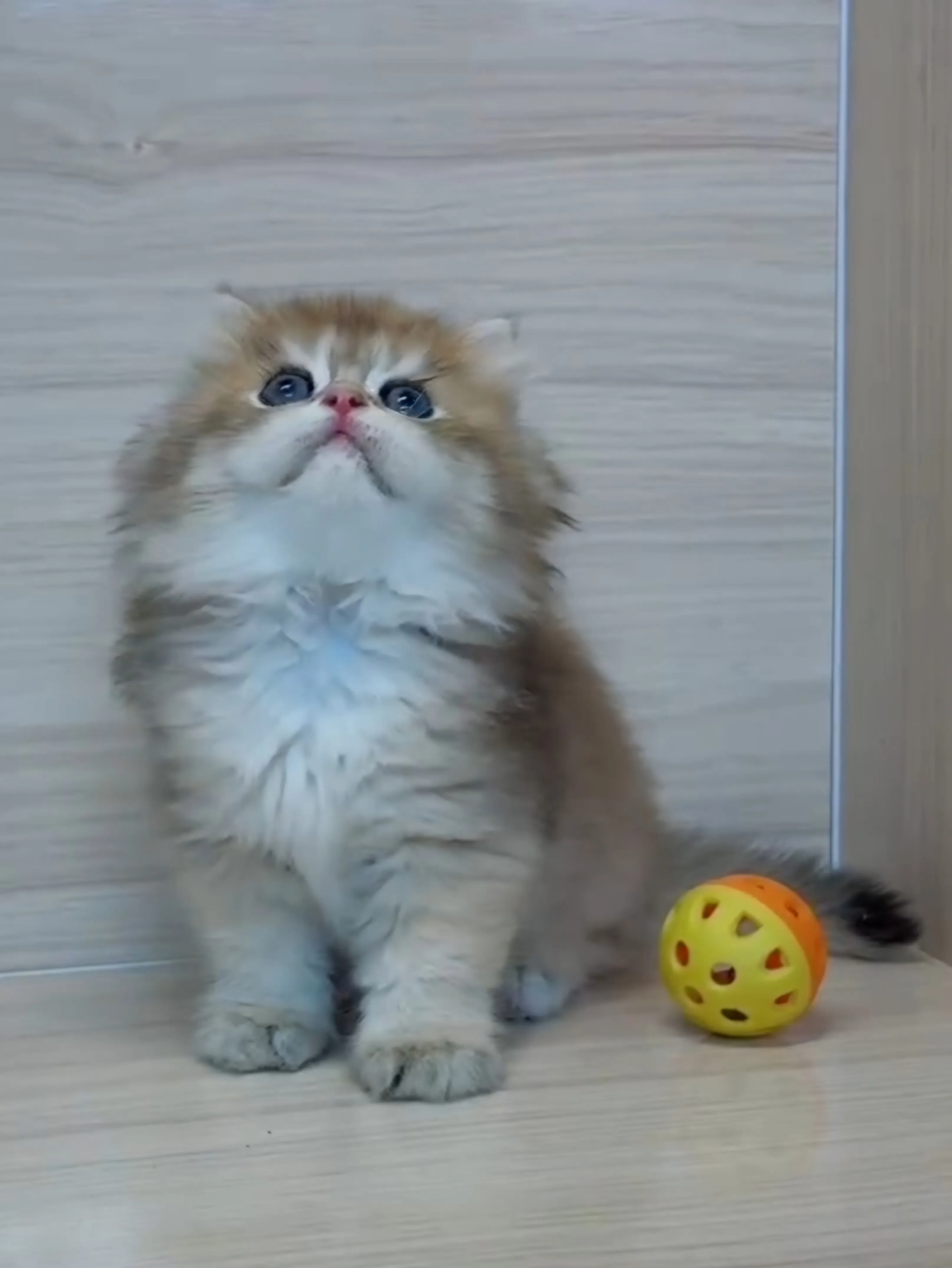 長毛金漸層弟弟 (已找到家人)