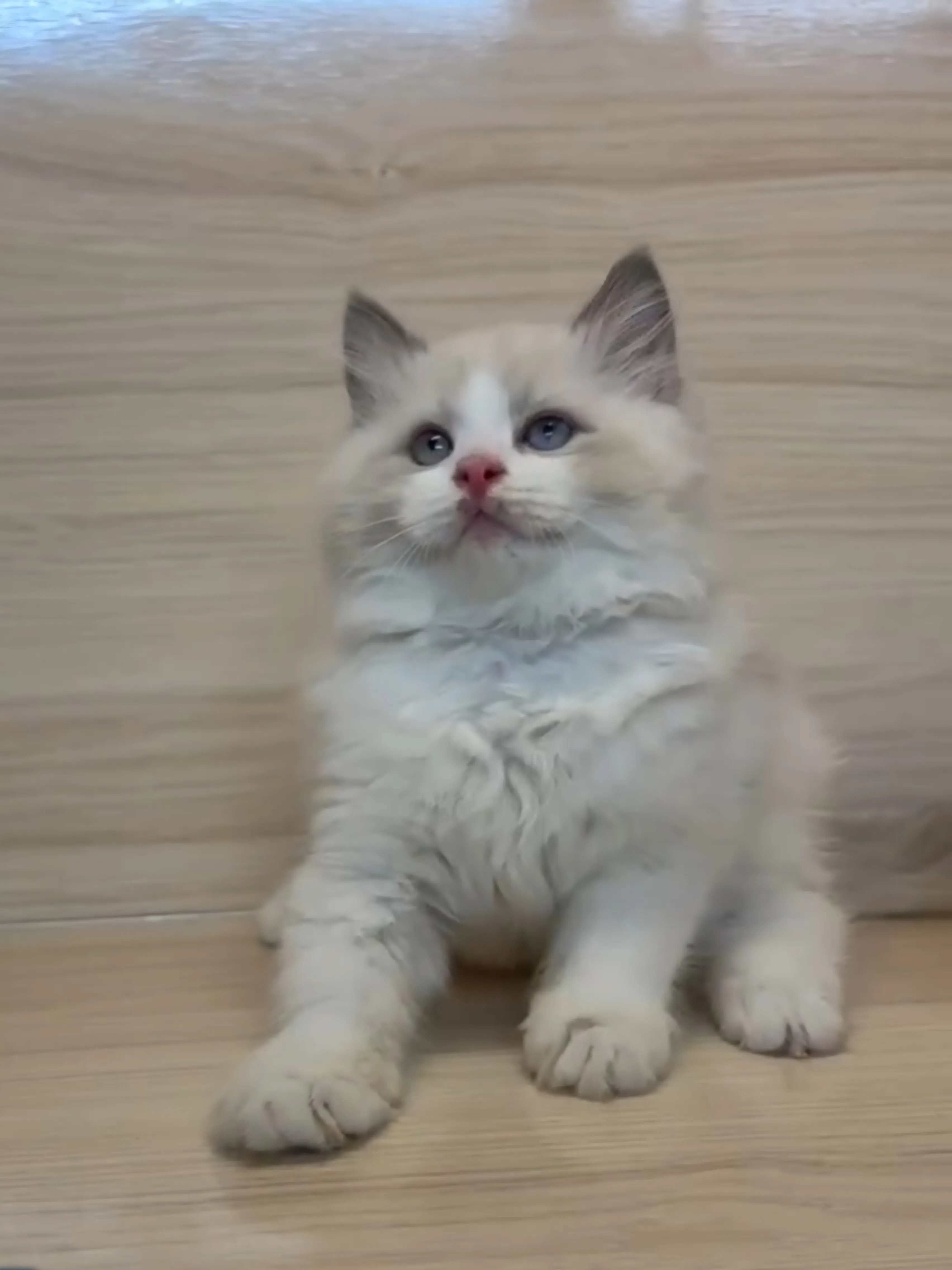 藍雙布偶弟弟 (已找到家人)