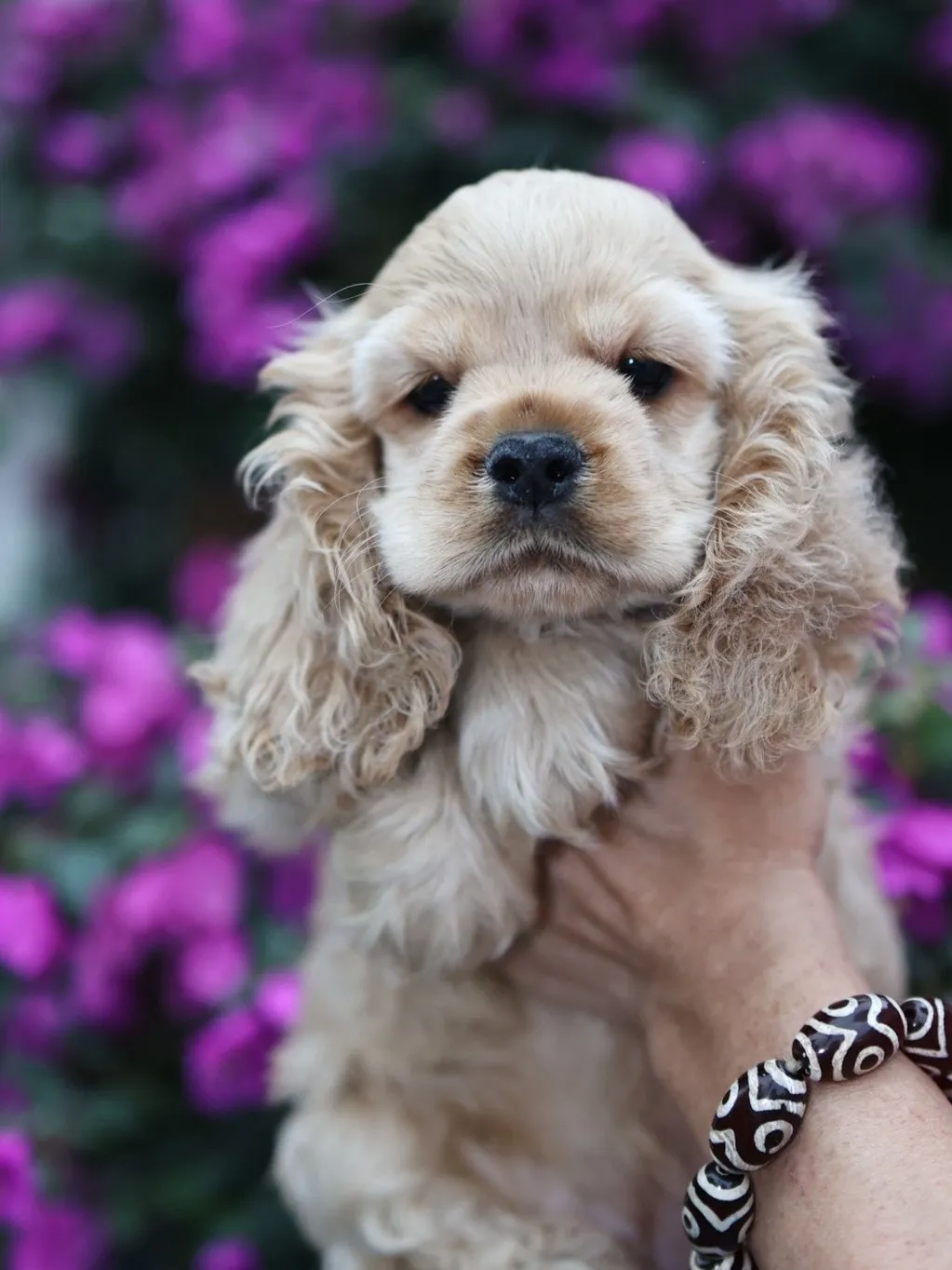 奶油美系可卡妹妹