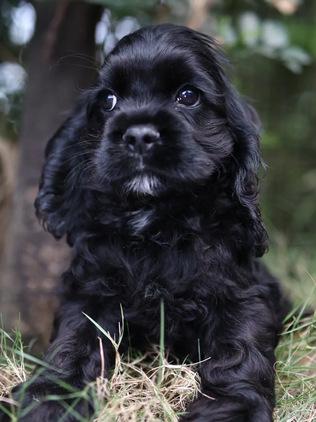 黑美系可卡妹妹