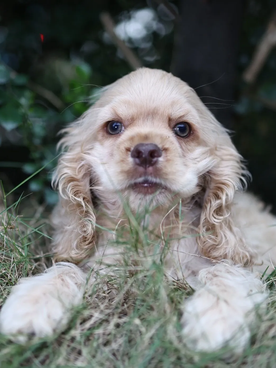 奶油美系可卡妹妹