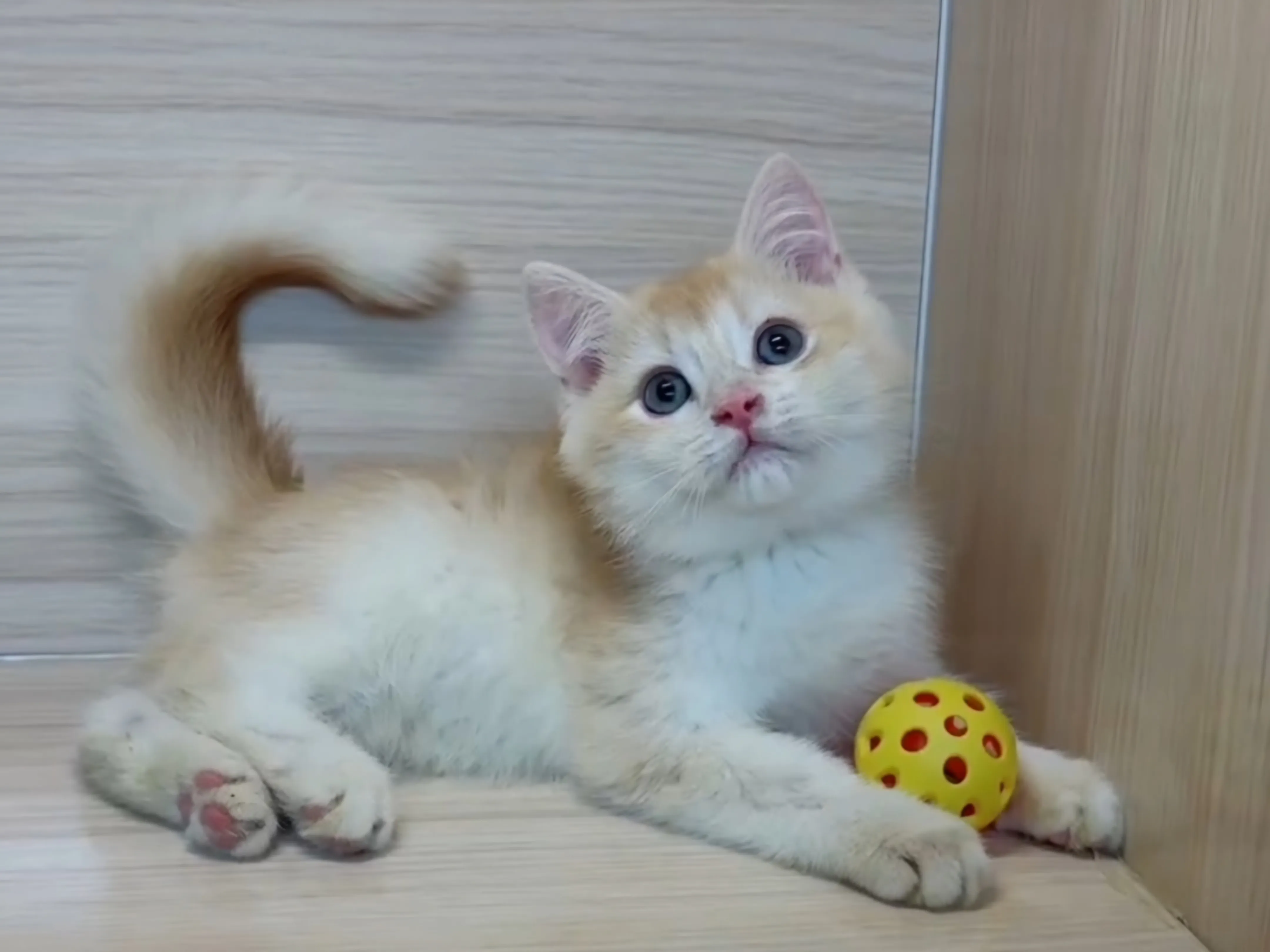 奶茶金英短弟弟