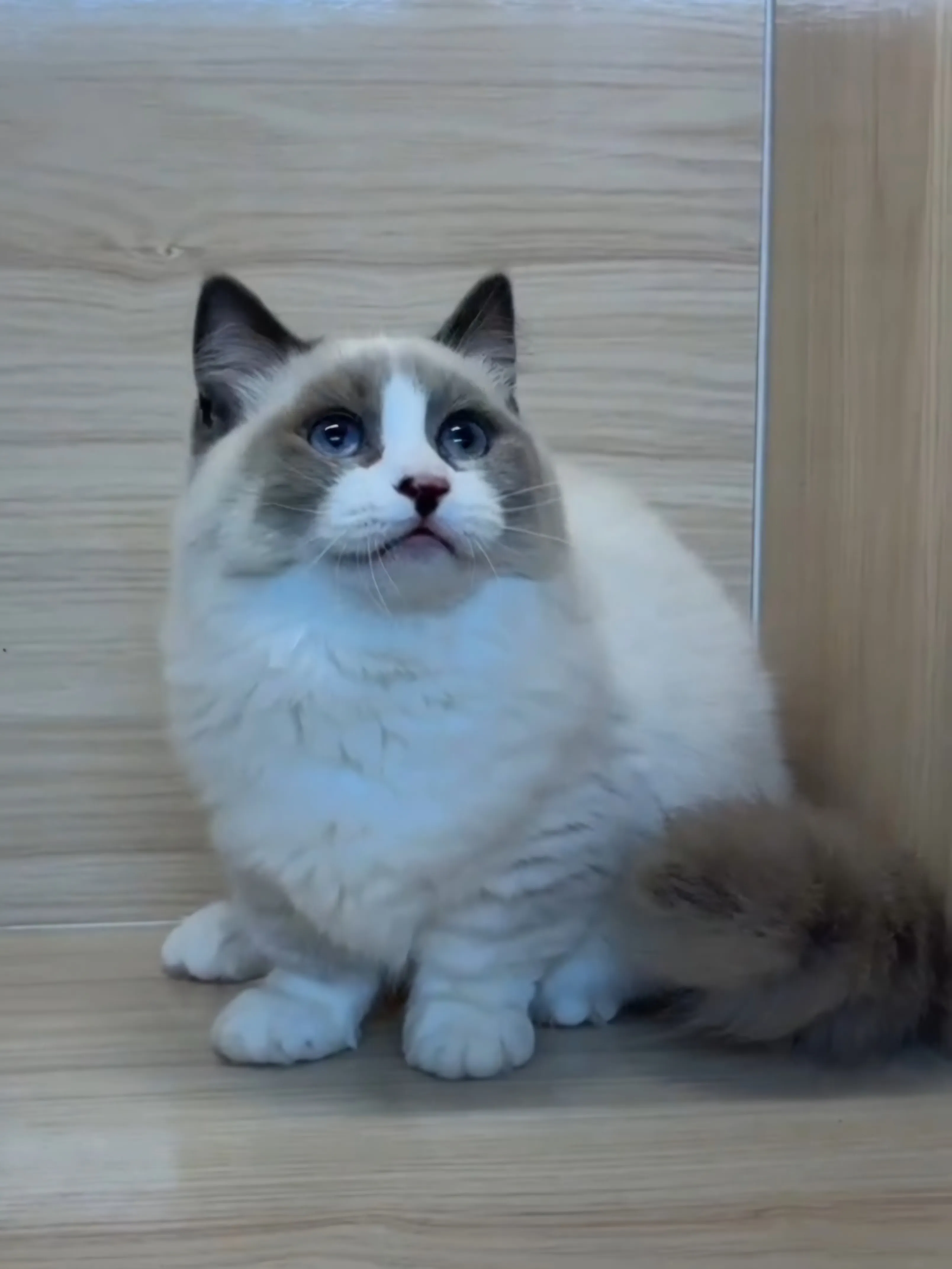 海雙小步舞曲妹妹