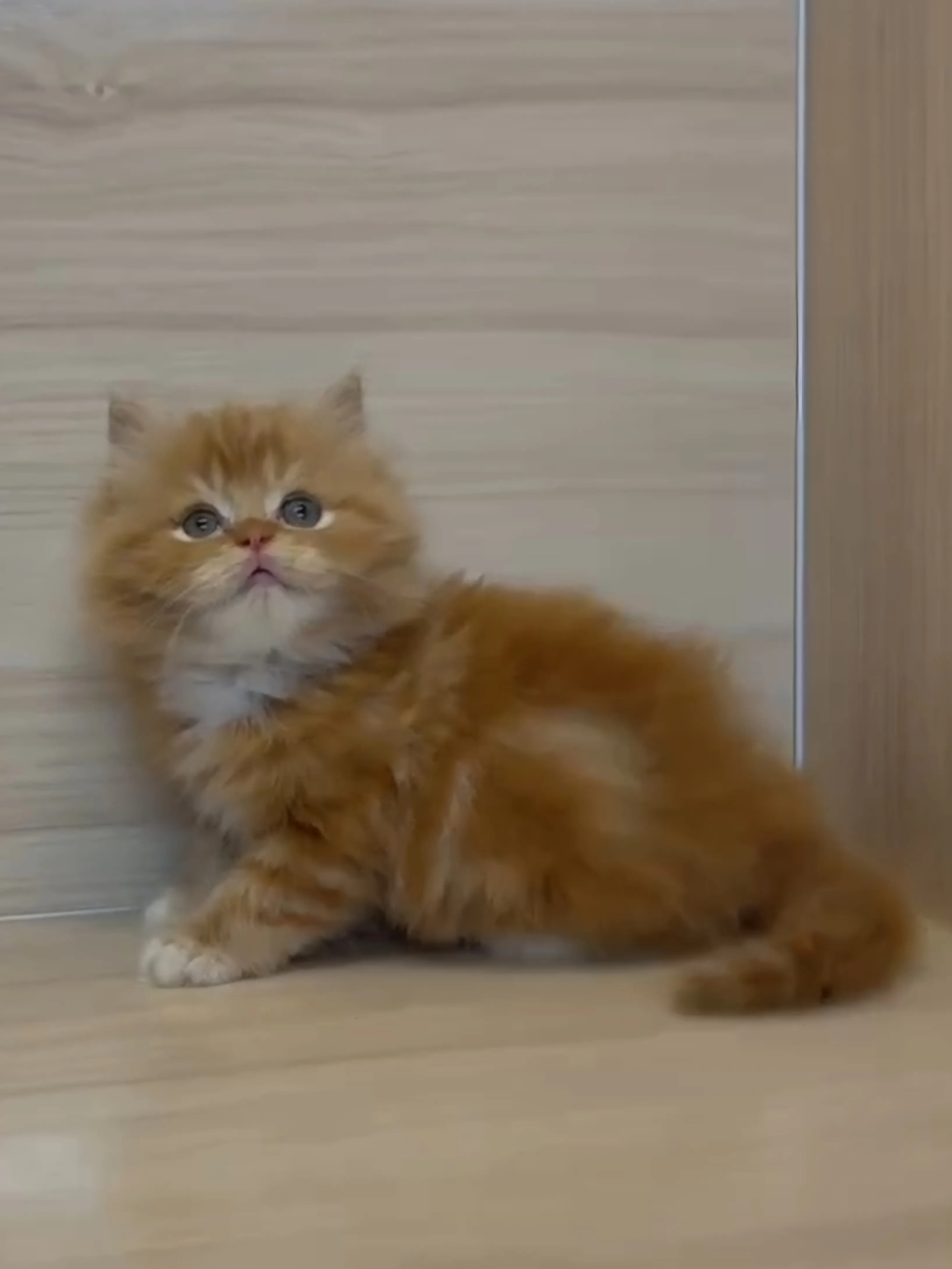 橘白英長弟弟 (已找到家人)