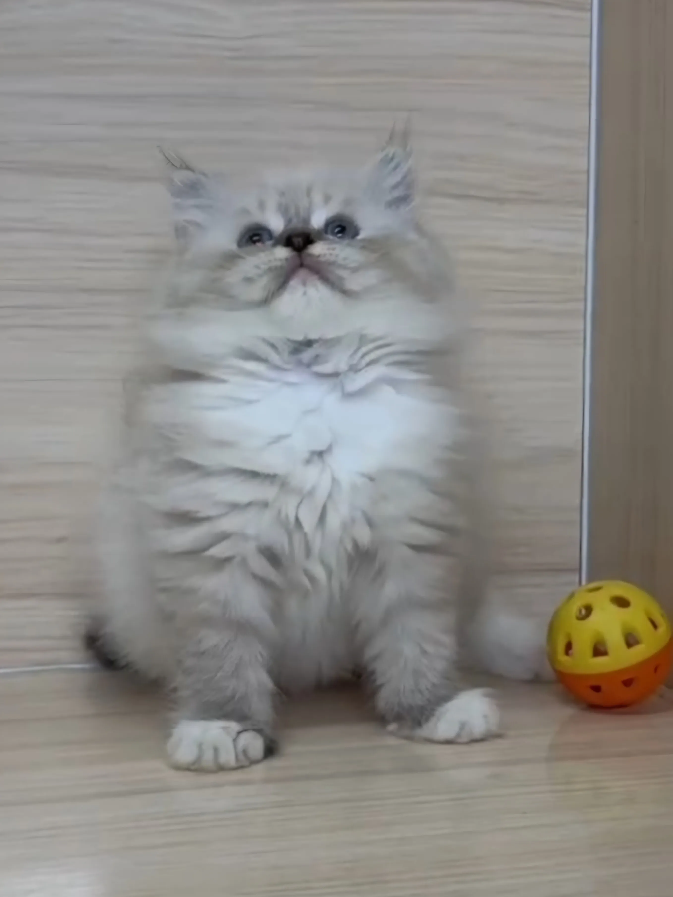 山貓紋英長弟弟