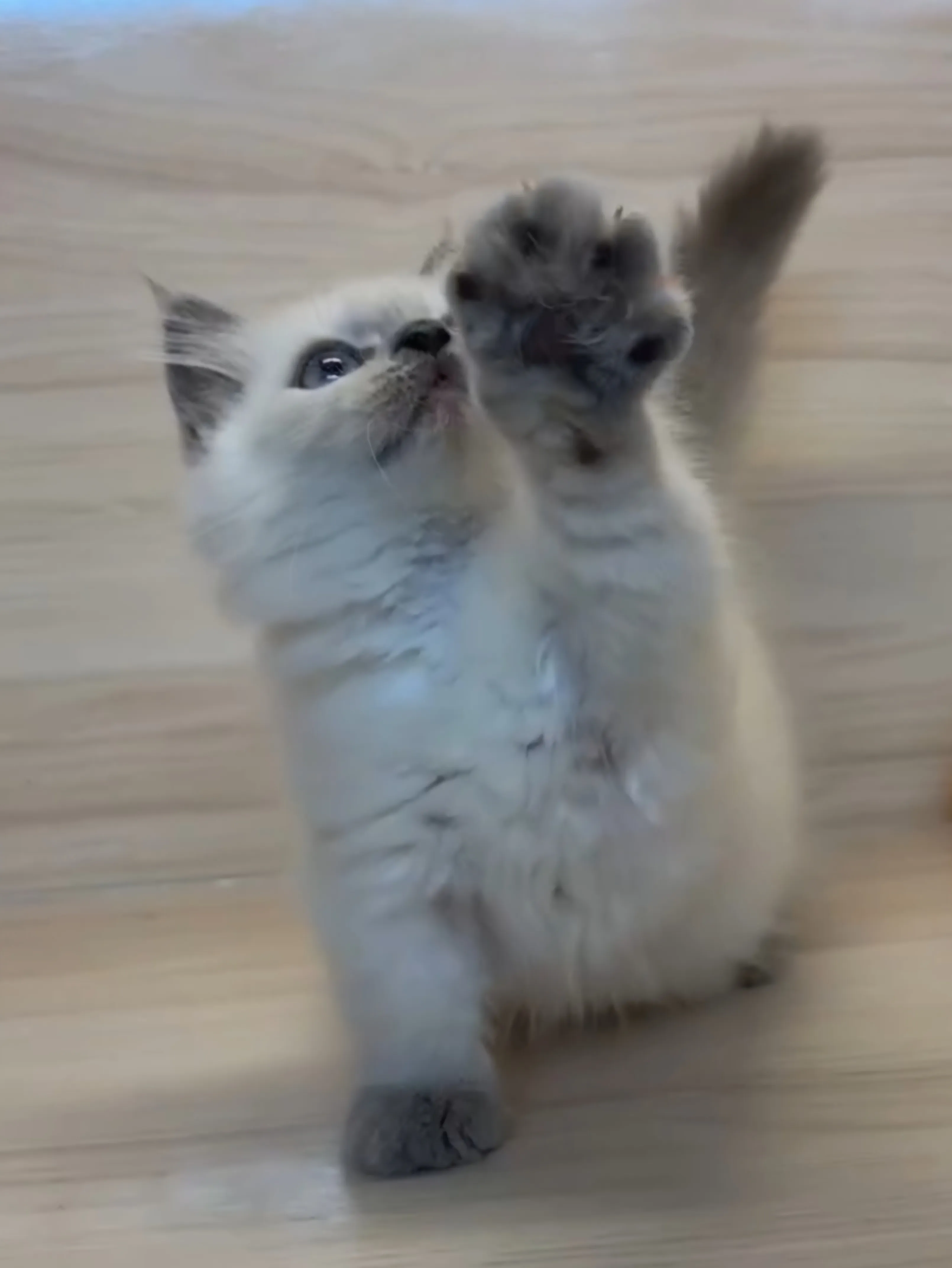 藍重點小部舞曲妹妹