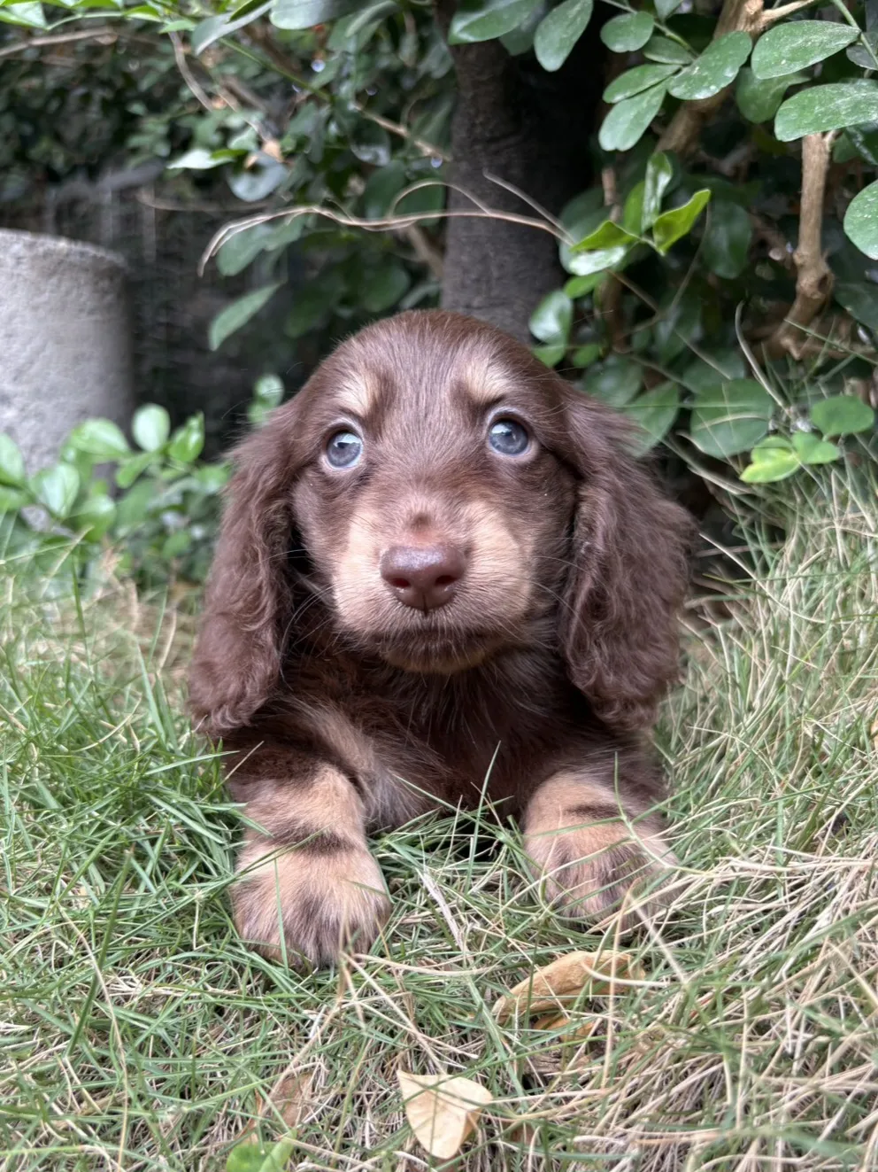 長毛臘腸巧奶妹妹