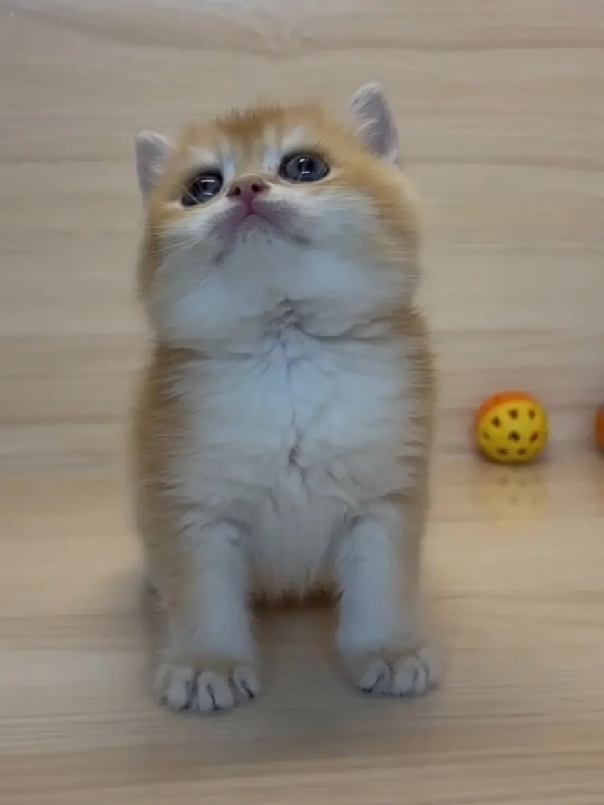 金漸層妹妹 (已找到家人)