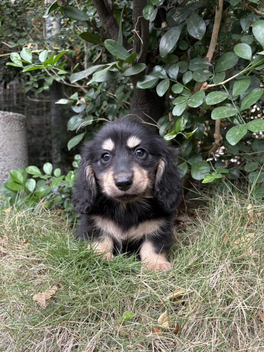 臘腸黑奶弟弟 (已找到家人)