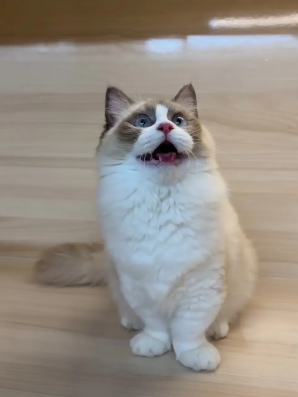 海雙小步舞曲妹妹