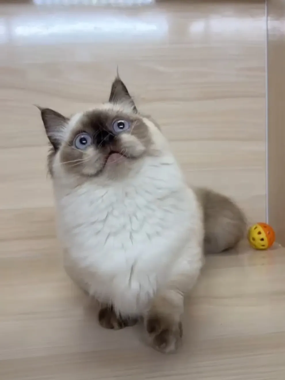 海豹重點小步舞曲妹妹