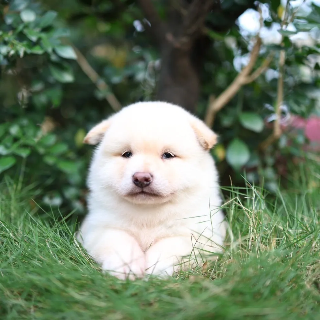 柴犬弟弟(已有家長)