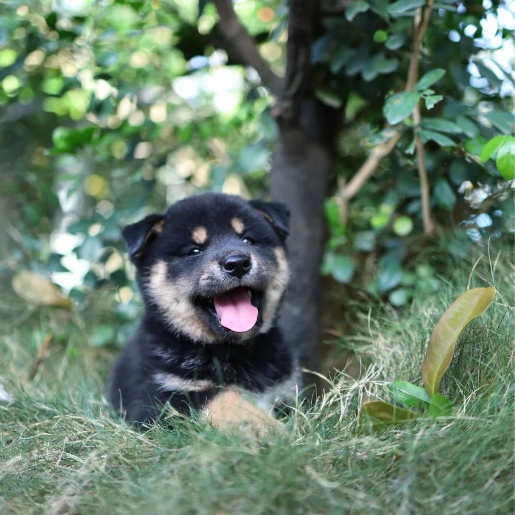 柴犬弟弟/已找到家人