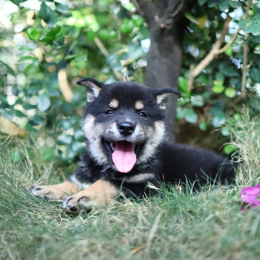 柴犬弟弟/已找到家人