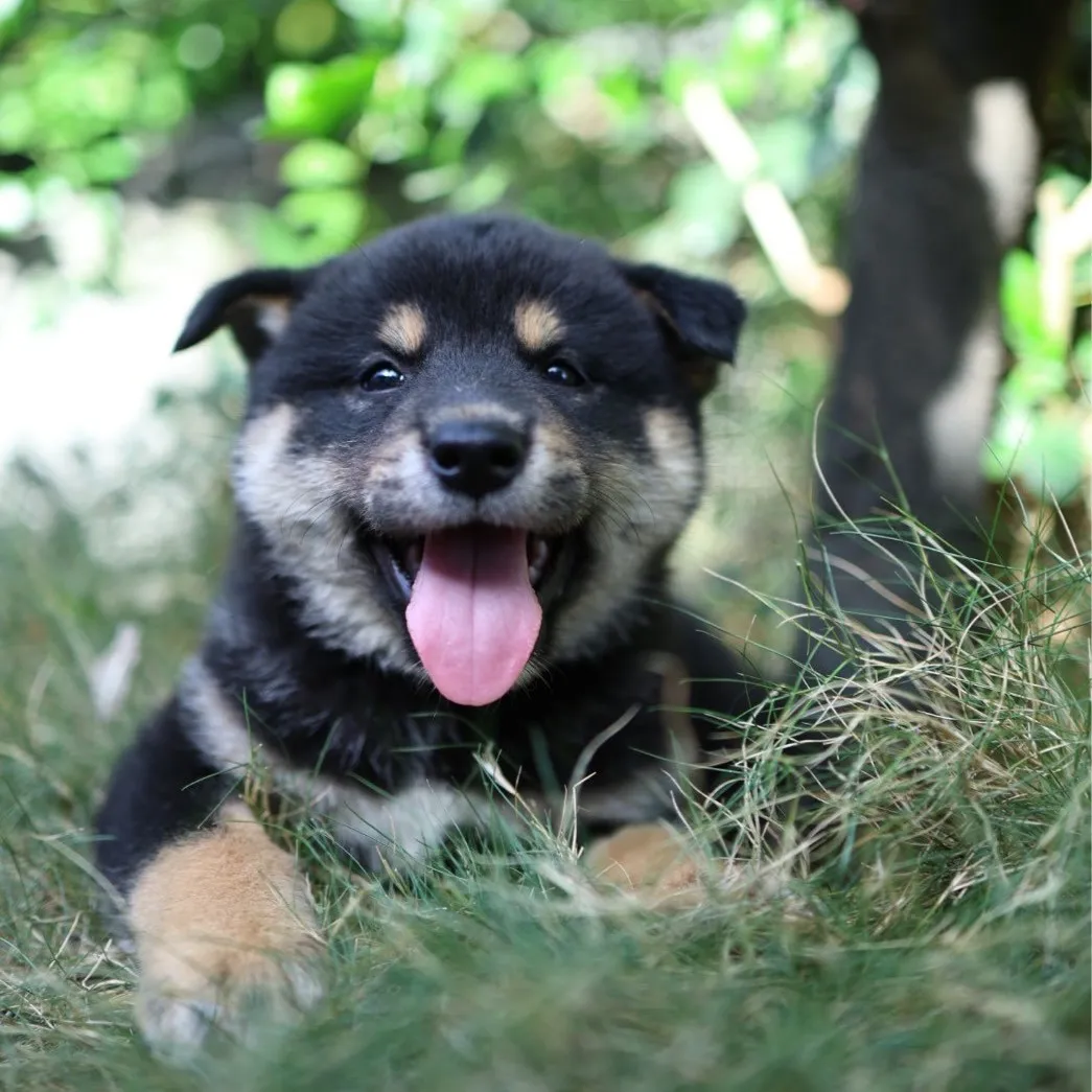 柴犬弟弟
