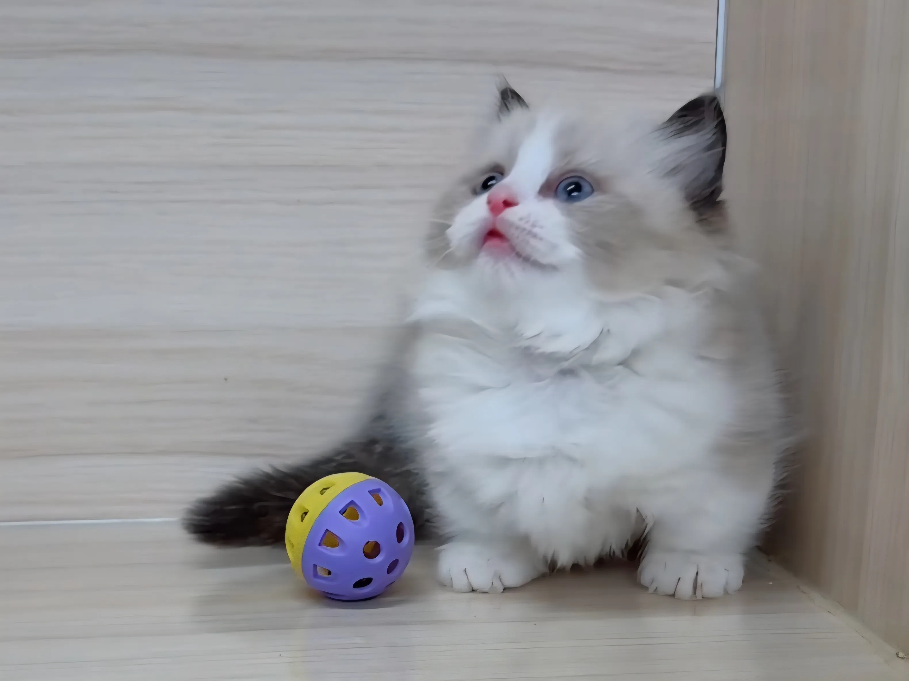 布偶海雙超短腳弟弟 