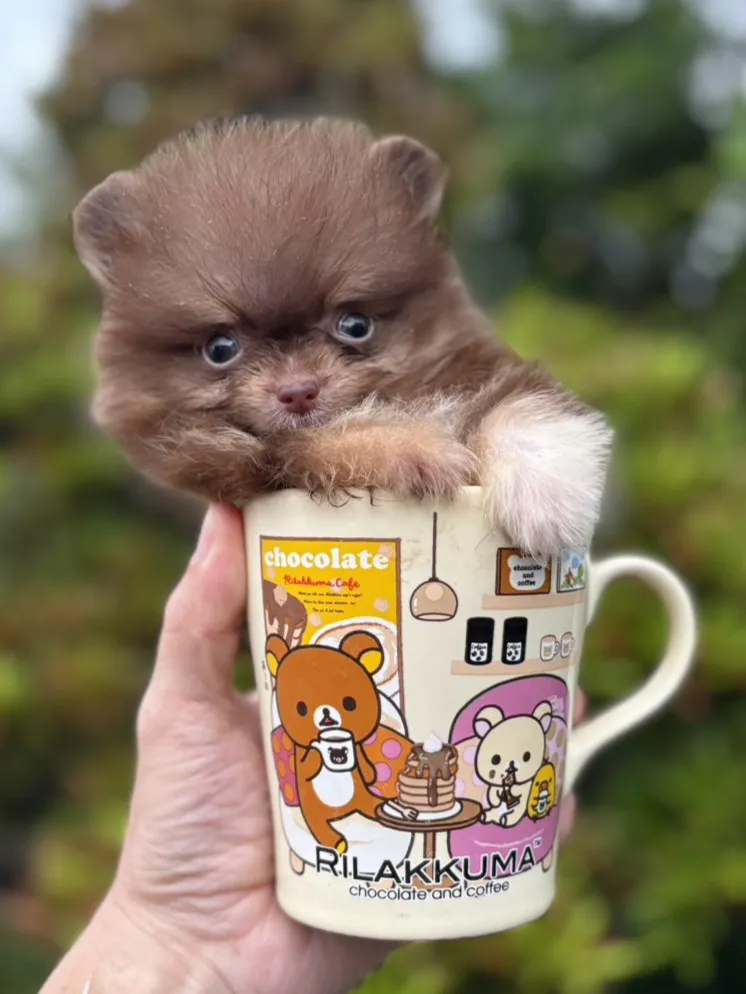 巧花奶博美弟弟 (已找到家人)