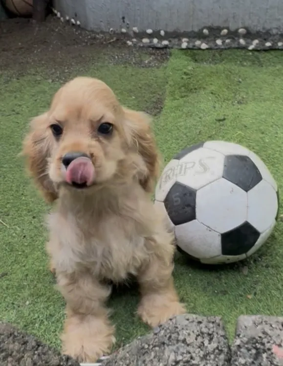 美系奶油可卡弟弟 /已找到家人