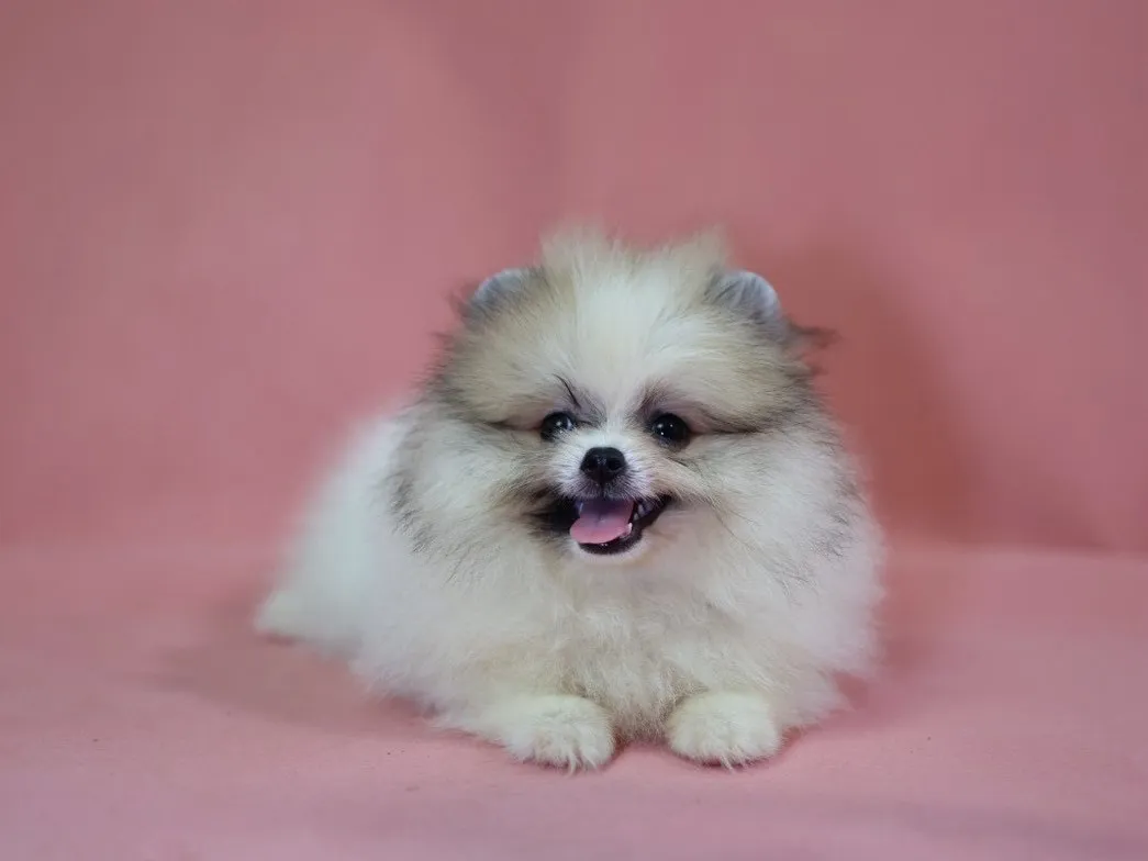 黃白花博美妹妹