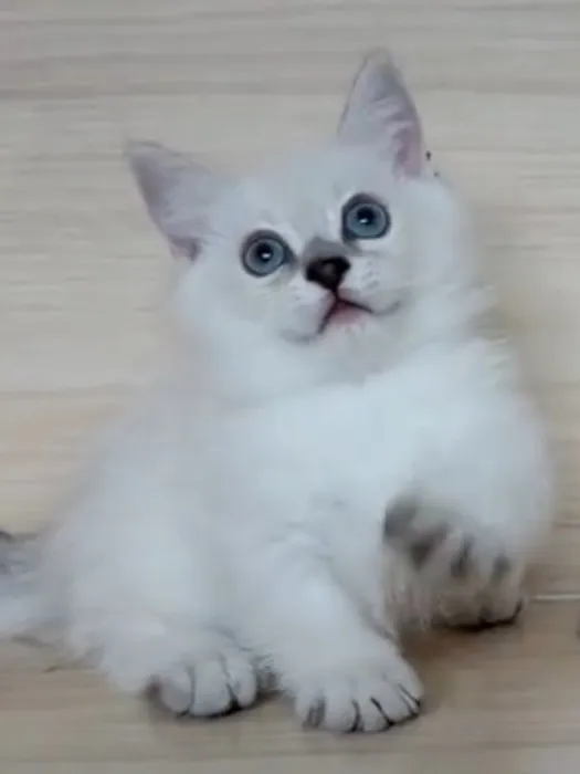 曼赤肯重點弟弟