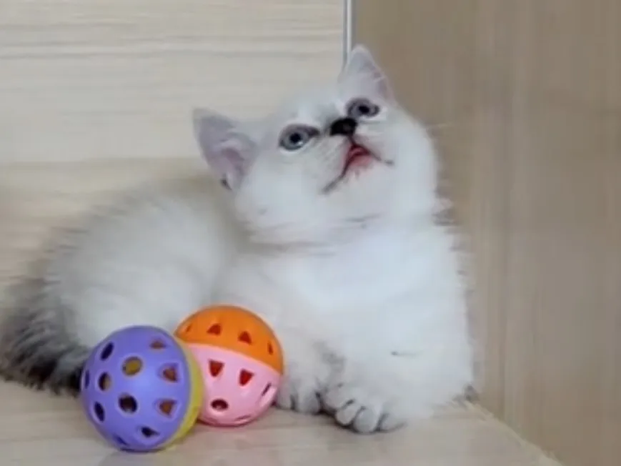 曼赤肯重點弟弟