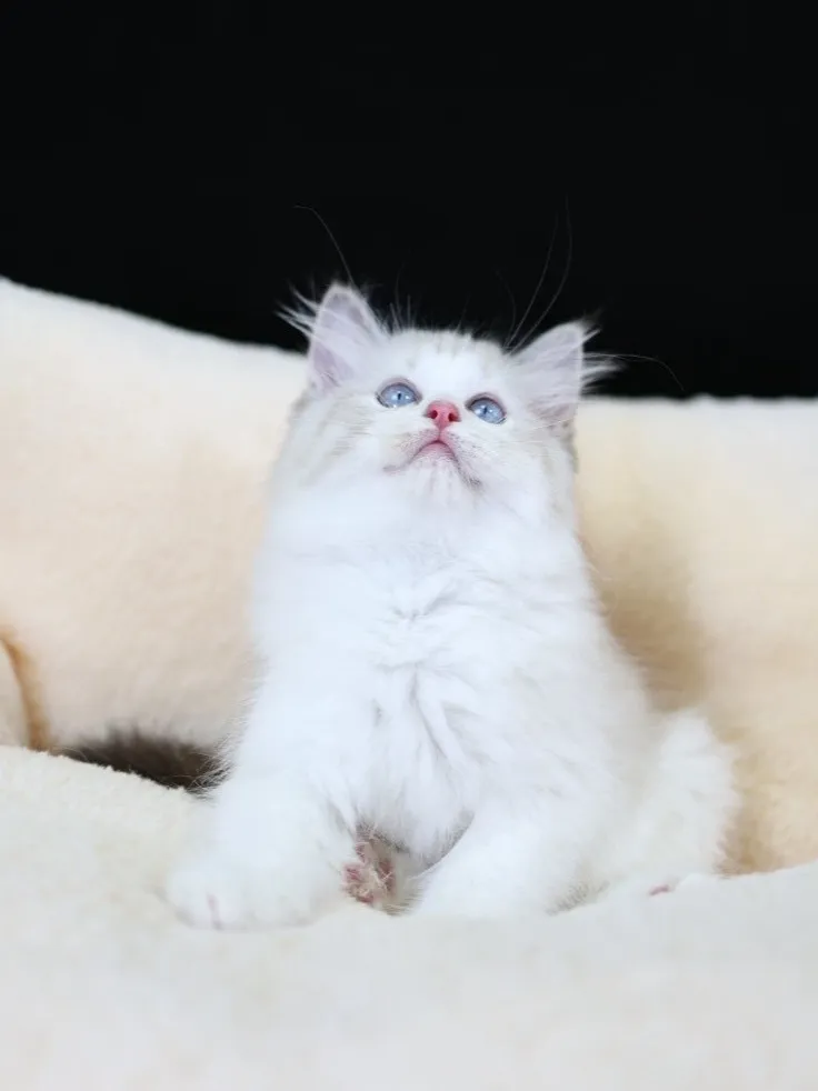 海山雙布偶妹妹 