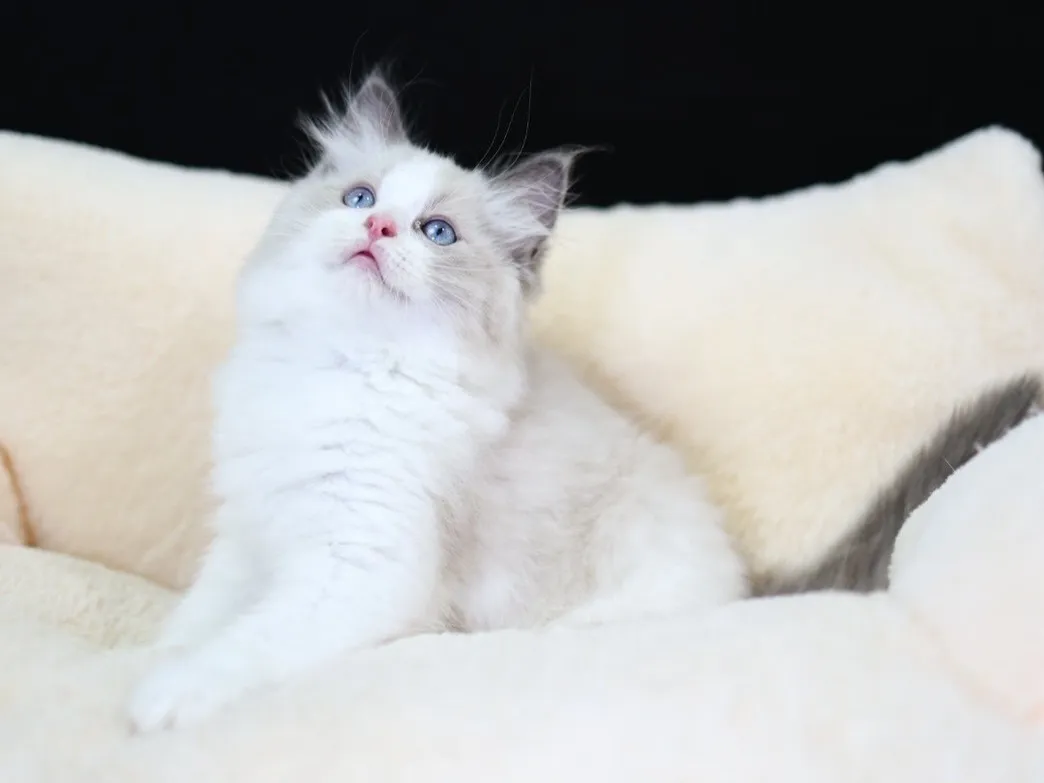 藍雙布偶弟弟 (已找到家人)