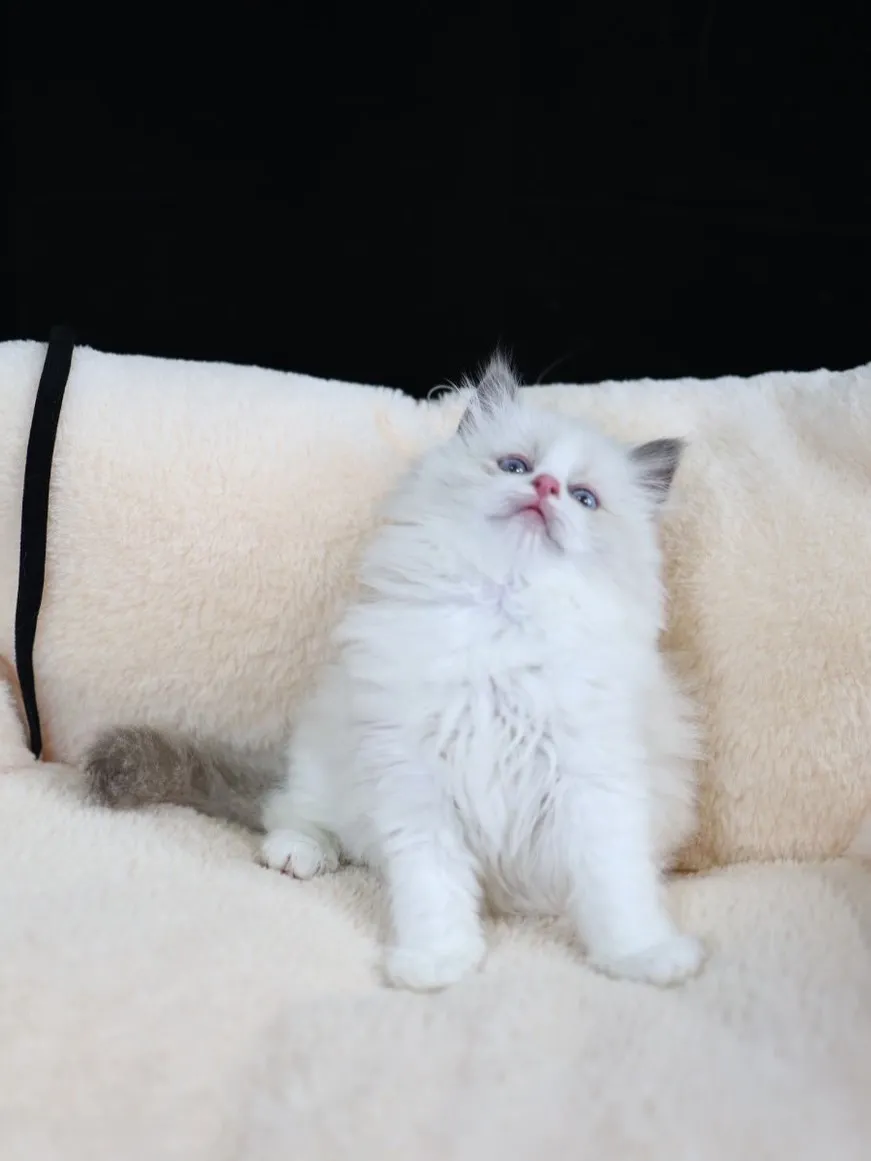 藍雙布偶弟弟 (已找到家人)